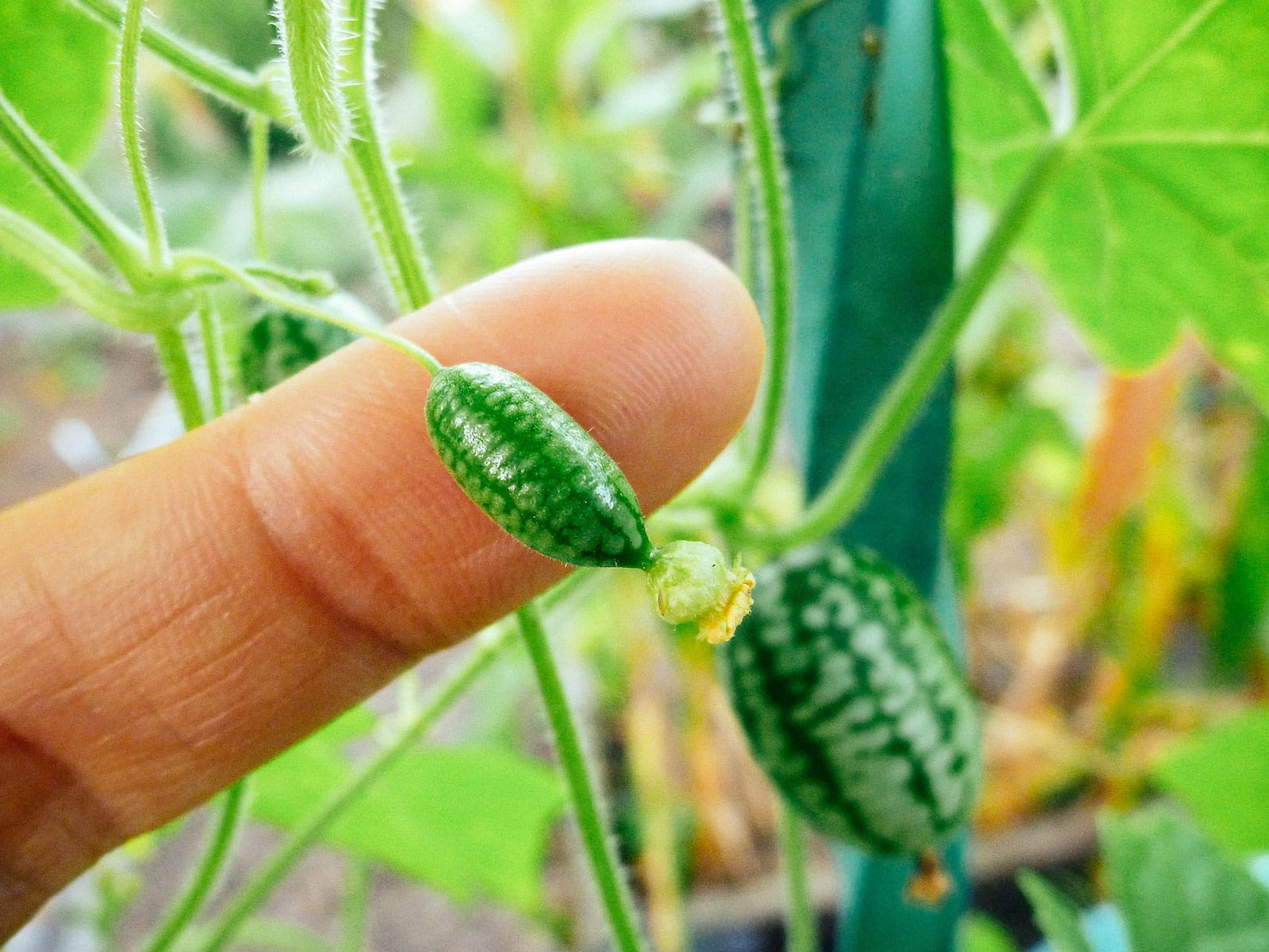 Finger placed behind a cucamelon (Mexican sour gherkin) just days away from maturing on the vine