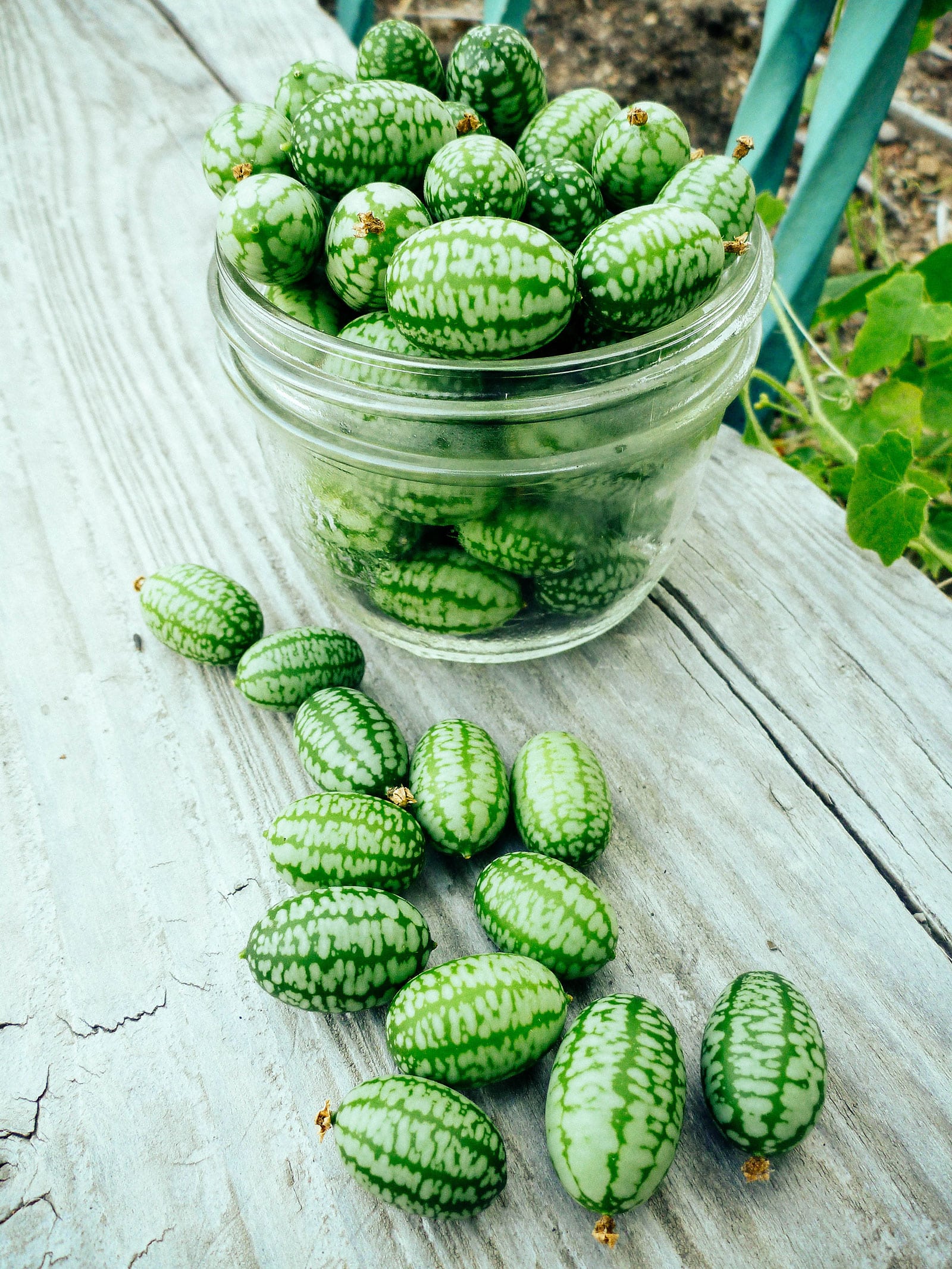 A half pint-sized glass jar overflowing with cucamelons just harvested from a garden
