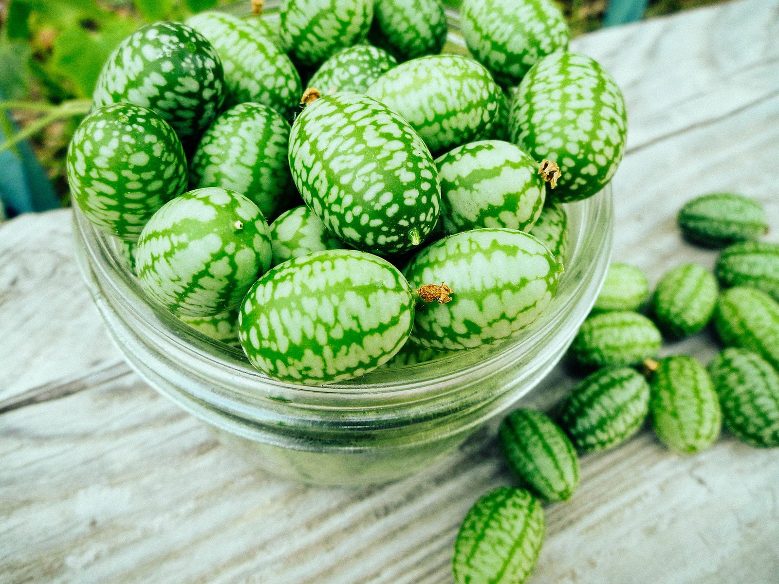 A half-pint sized jar overflowing with freshly harvested Mexican sour gherkins
