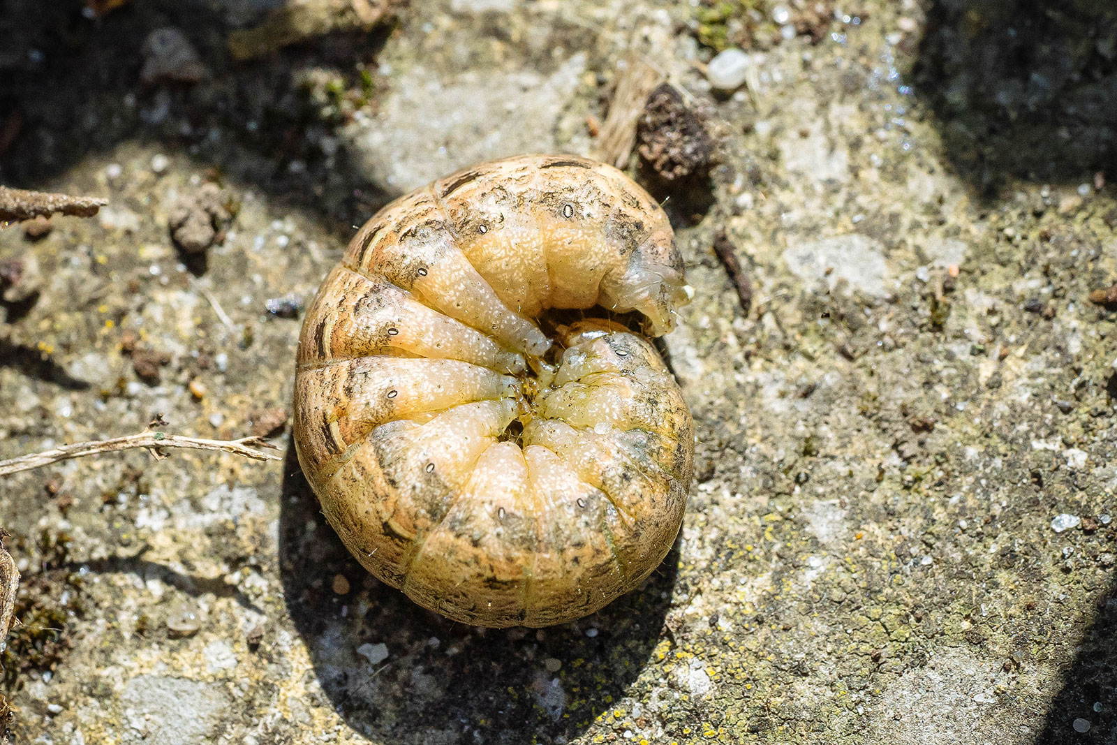 Cutworm on a rock, curled up in a C shape