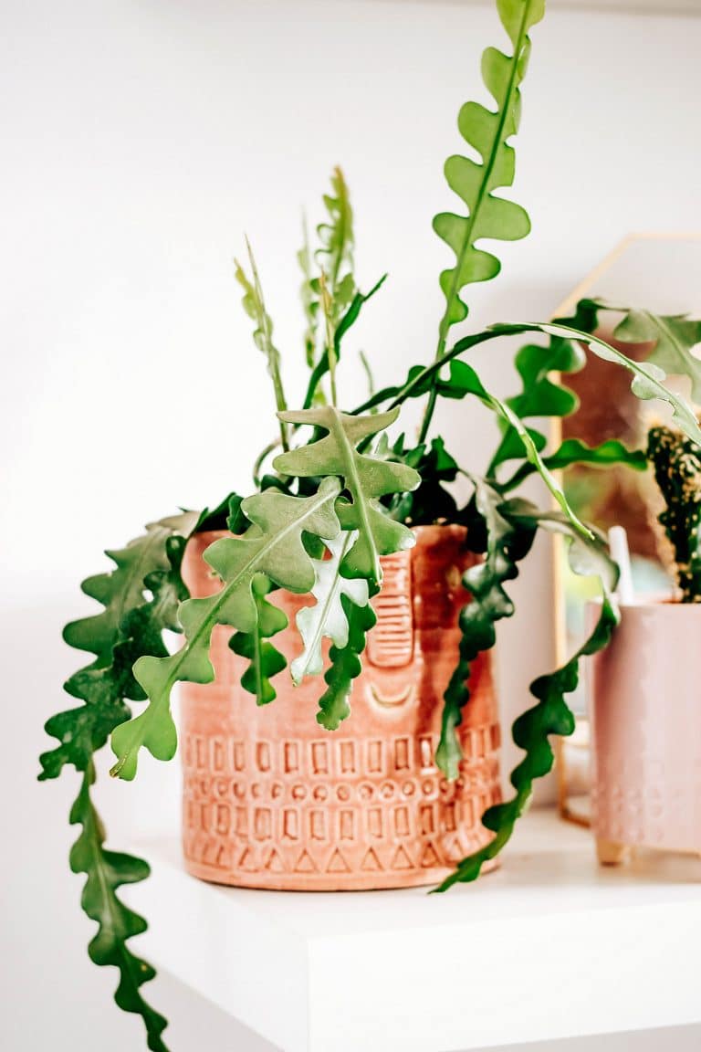 How to Grow a Crazy-Cool Zig-Zaggy Fishbone Cactus
