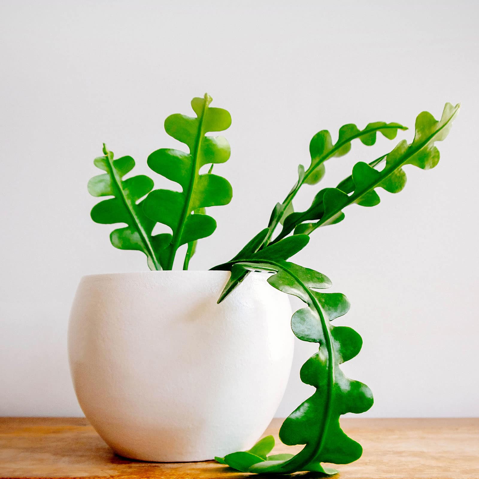 Young fishbone cactus (Disocactus anguliger) in a white ceramic pot on a wooden surface