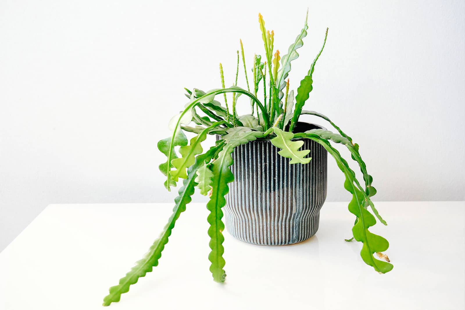 Fishbone cactus (Disocactus anguliger) plant in a striped black ceramic pot on a white table against a white wall