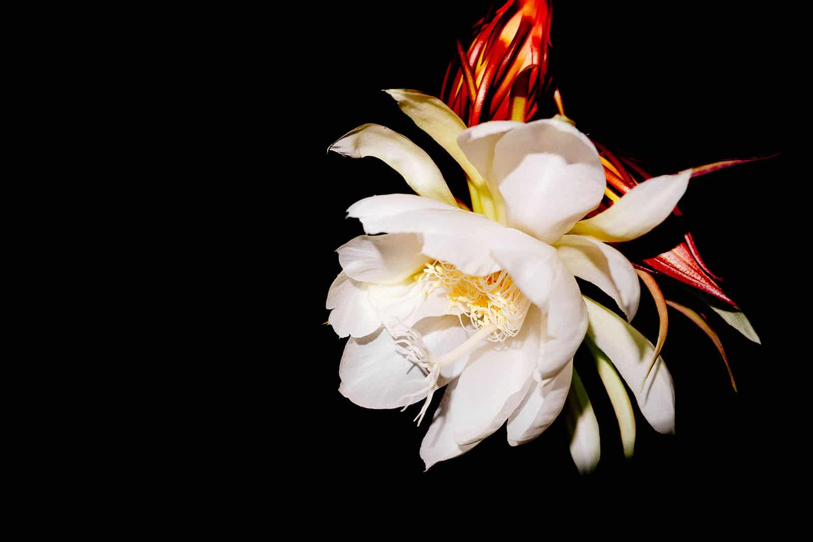 Close-up of dramatic white flower from a fishbone cactus plant shot against a black backdrop