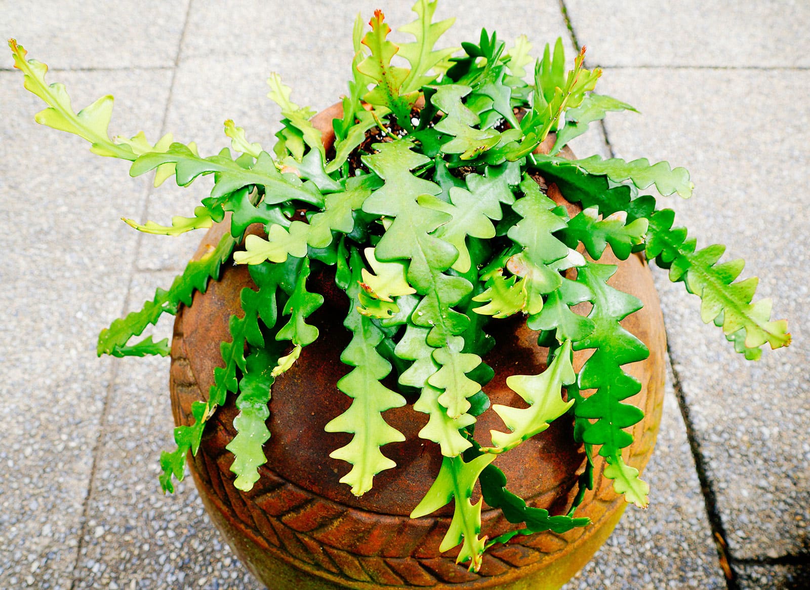 Disocactus anguliger (ric-rac cactus) with many large segmented leaves in a brown terra cotta pot on a concrete floor