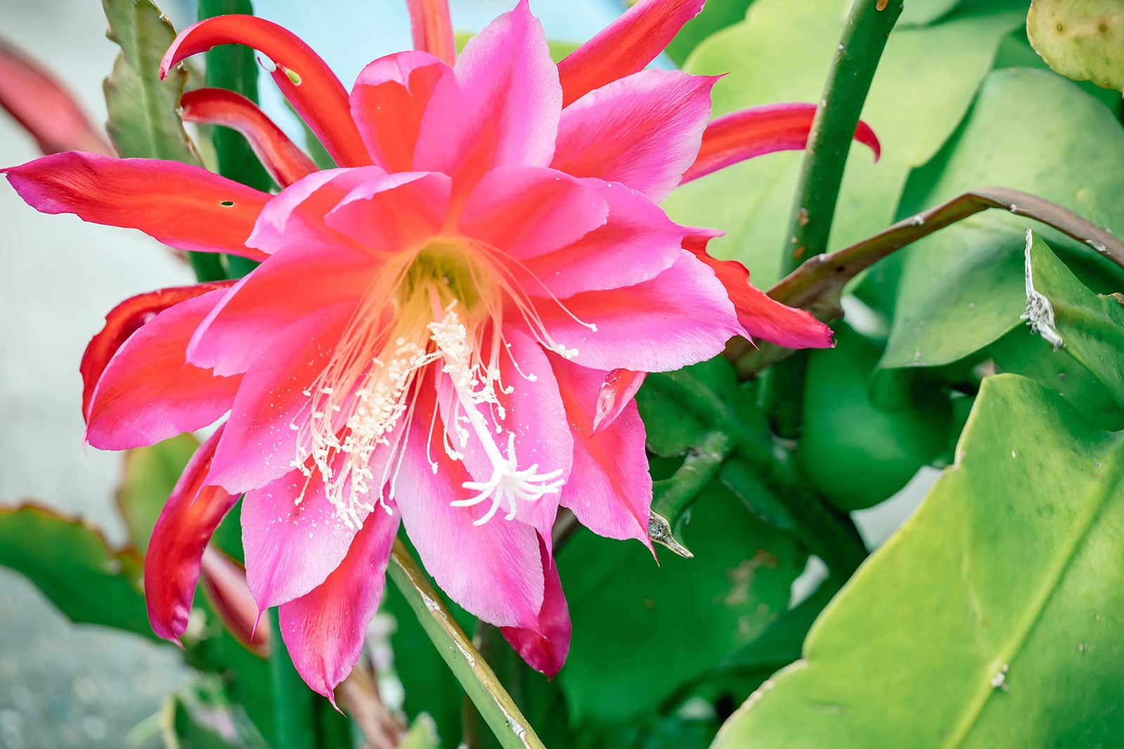 Dramatic hot pink flower on an Epiphyllum (orchid cactus) plant