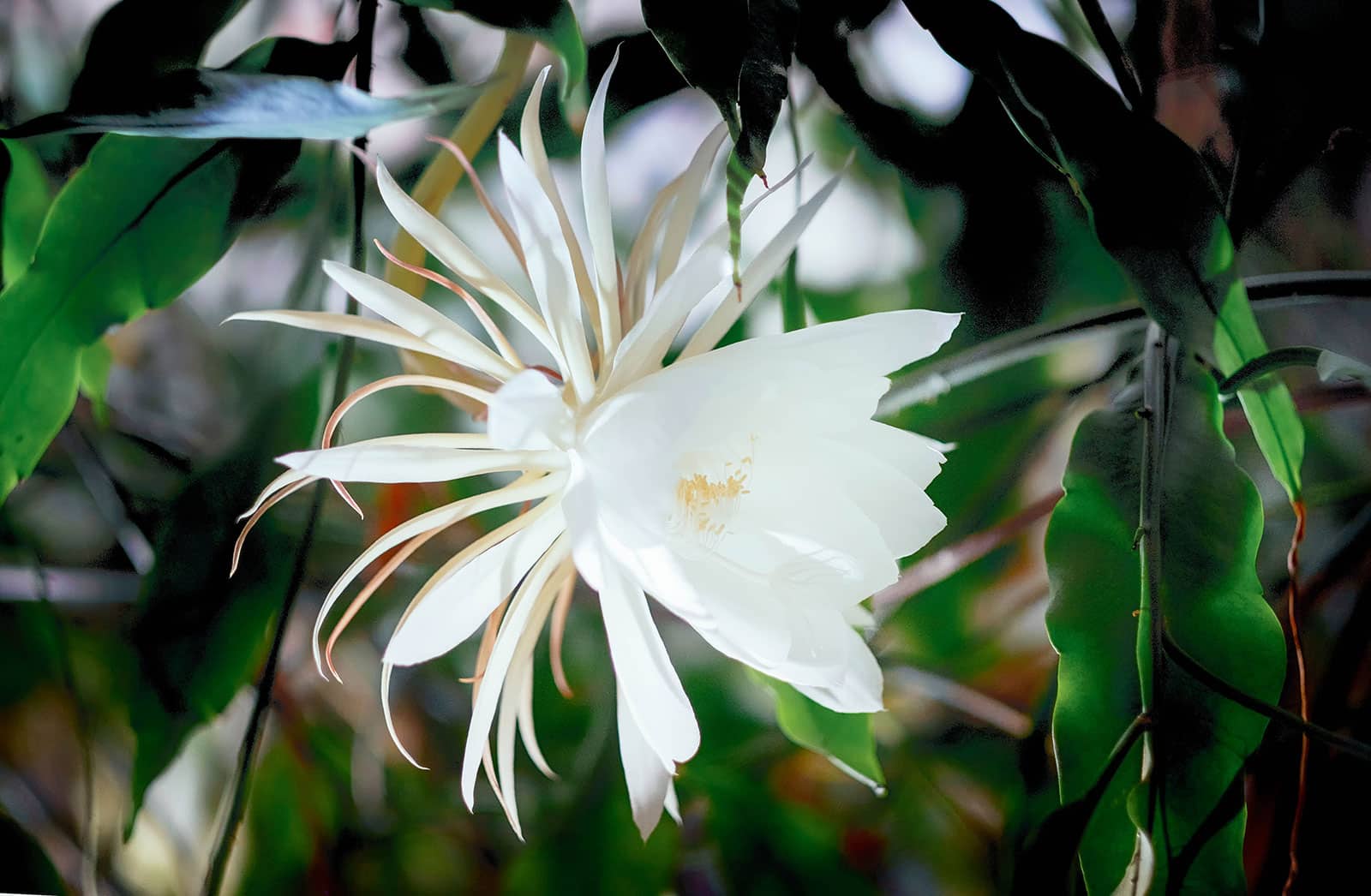 Spectacular white flower blooming at night on an orchid cactus (Epiphyllum oxypetalum)