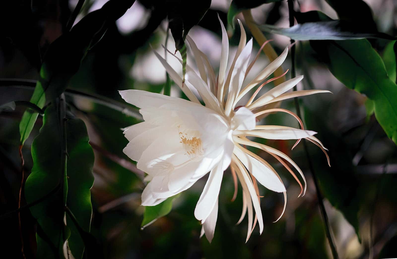 Night-blooming white Epiphyllum flower on an orchid cactus
