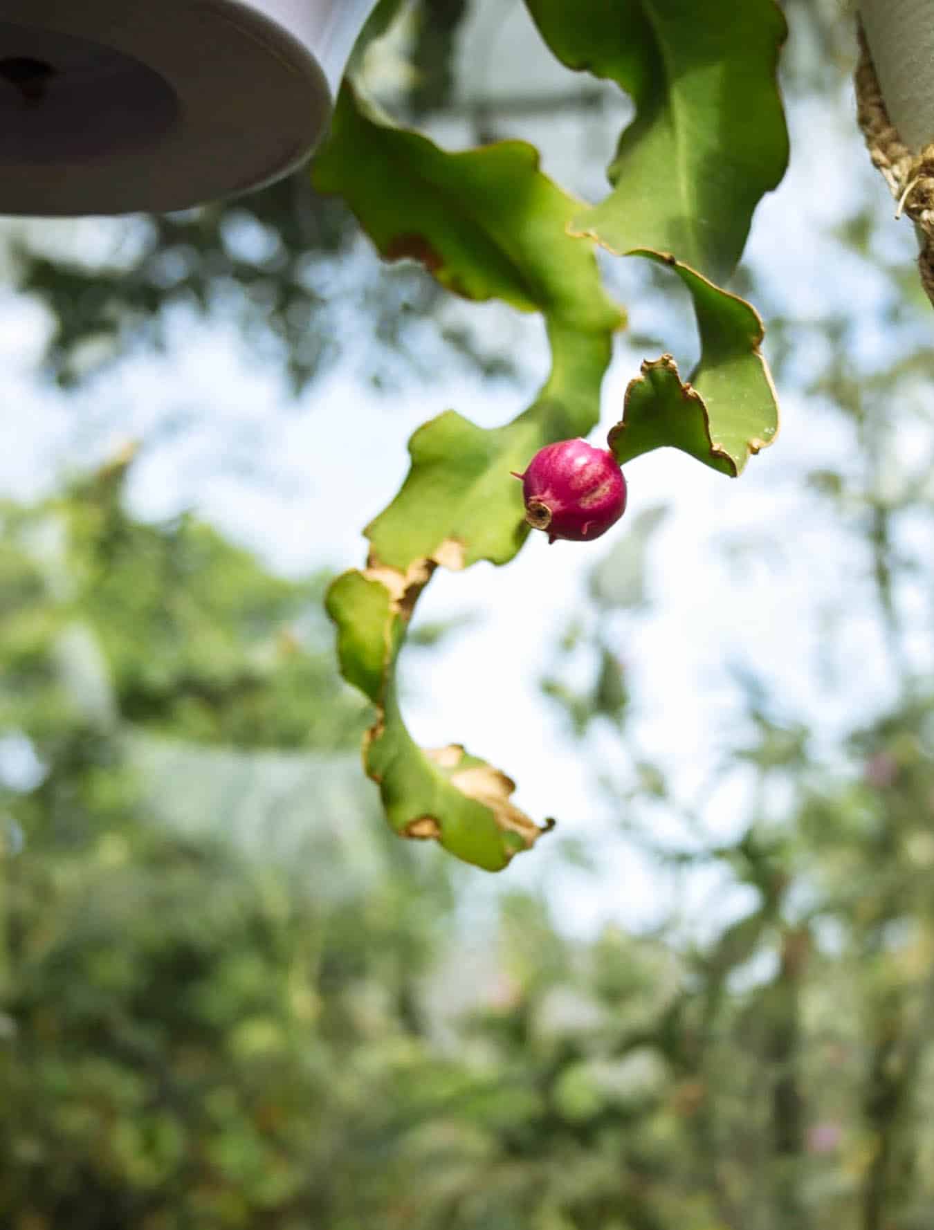 Close-up of small pink fruit on Epiphyllum hookeri guatemalense 'Monstrose'
