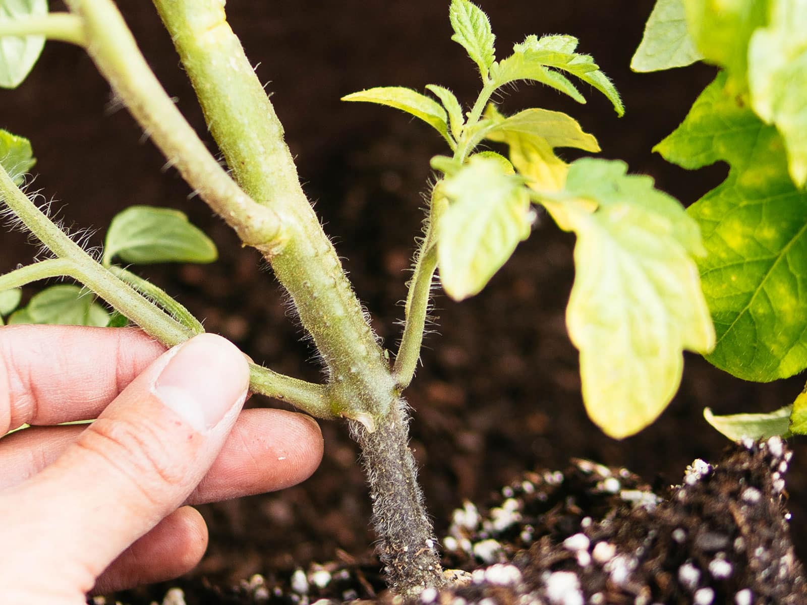 Woman's hand holding a tomato stem showing the first signs of adventitious roots forming as bumps