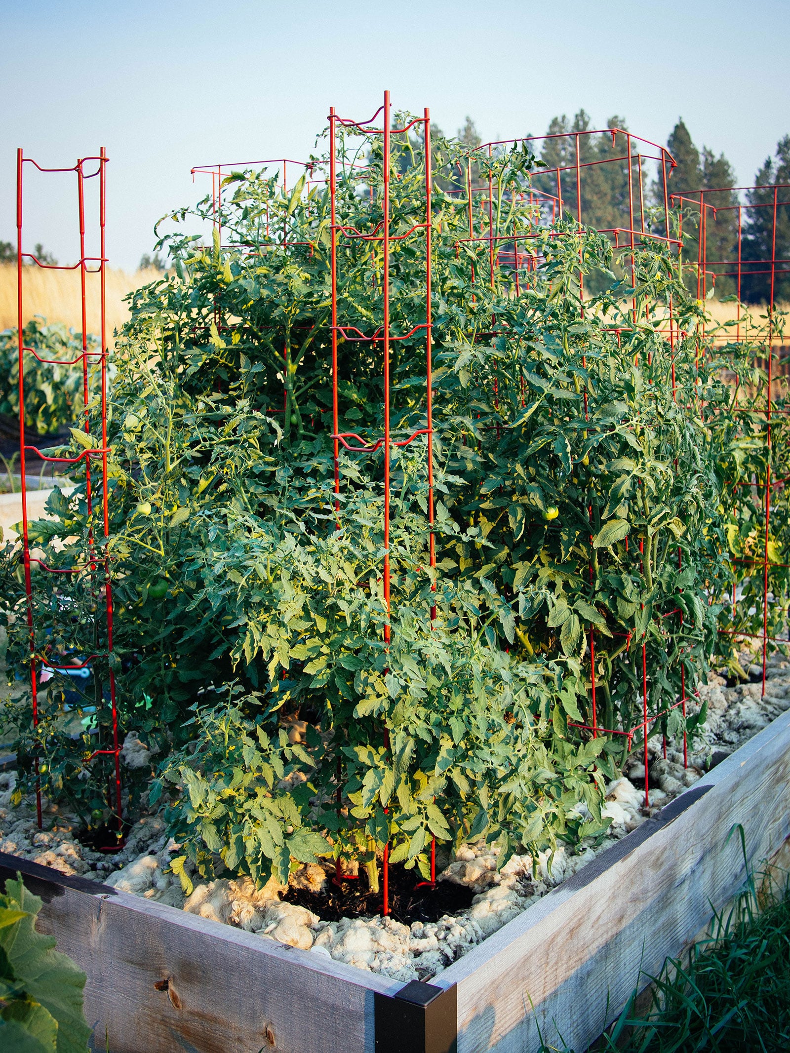 Raised garden bed with several large tomato plants growing up a red tomato trellis and inside square tomato cages