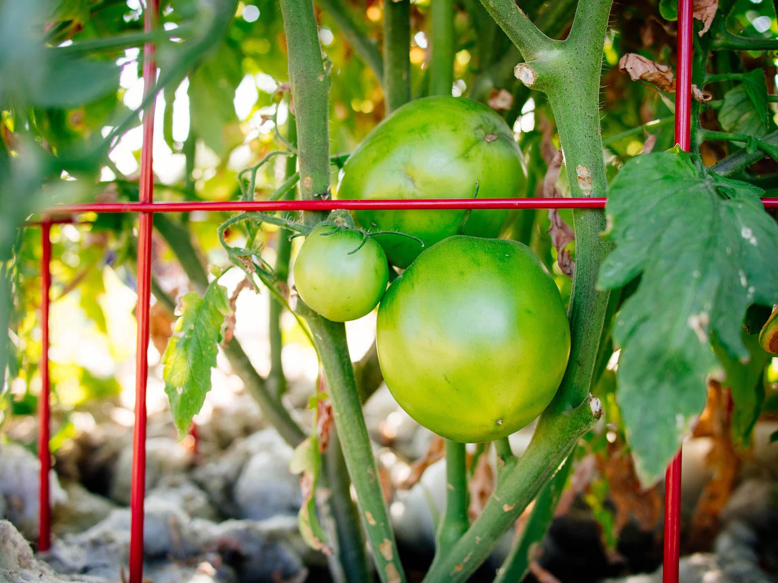 Green unripe tomatoes growing inside a red tomato cage with sheep wool mulch on the soil