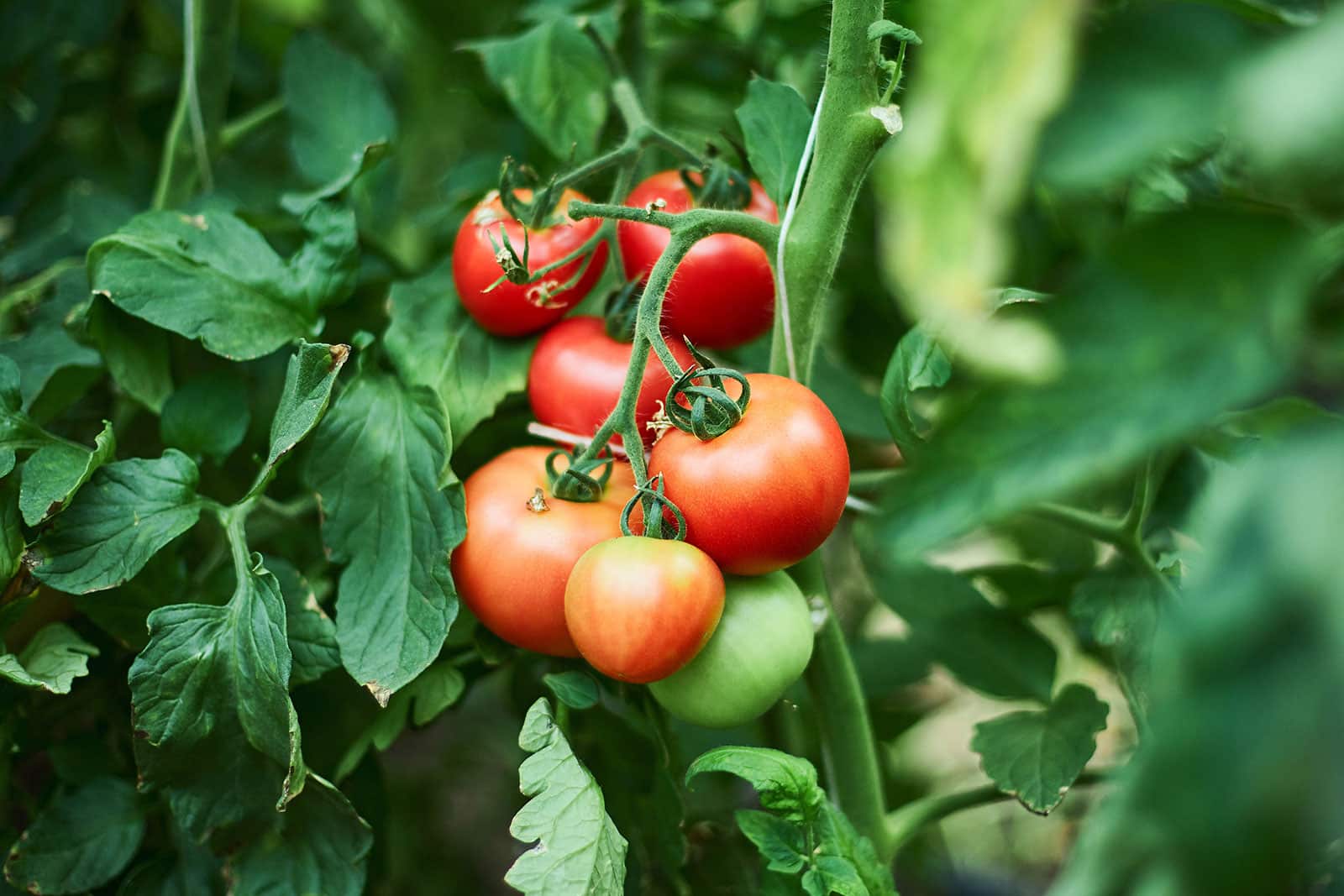 Cluster of ripe red tomatoes growing on tomato vines