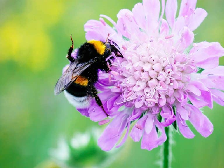 Easy Bee Identification: A Visual Guide to 16 Types of Bees In Your Backyard