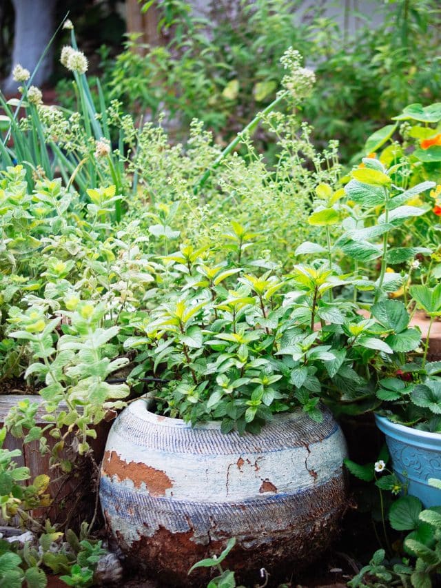 Perennial herbs you can plant once and enjoy for years