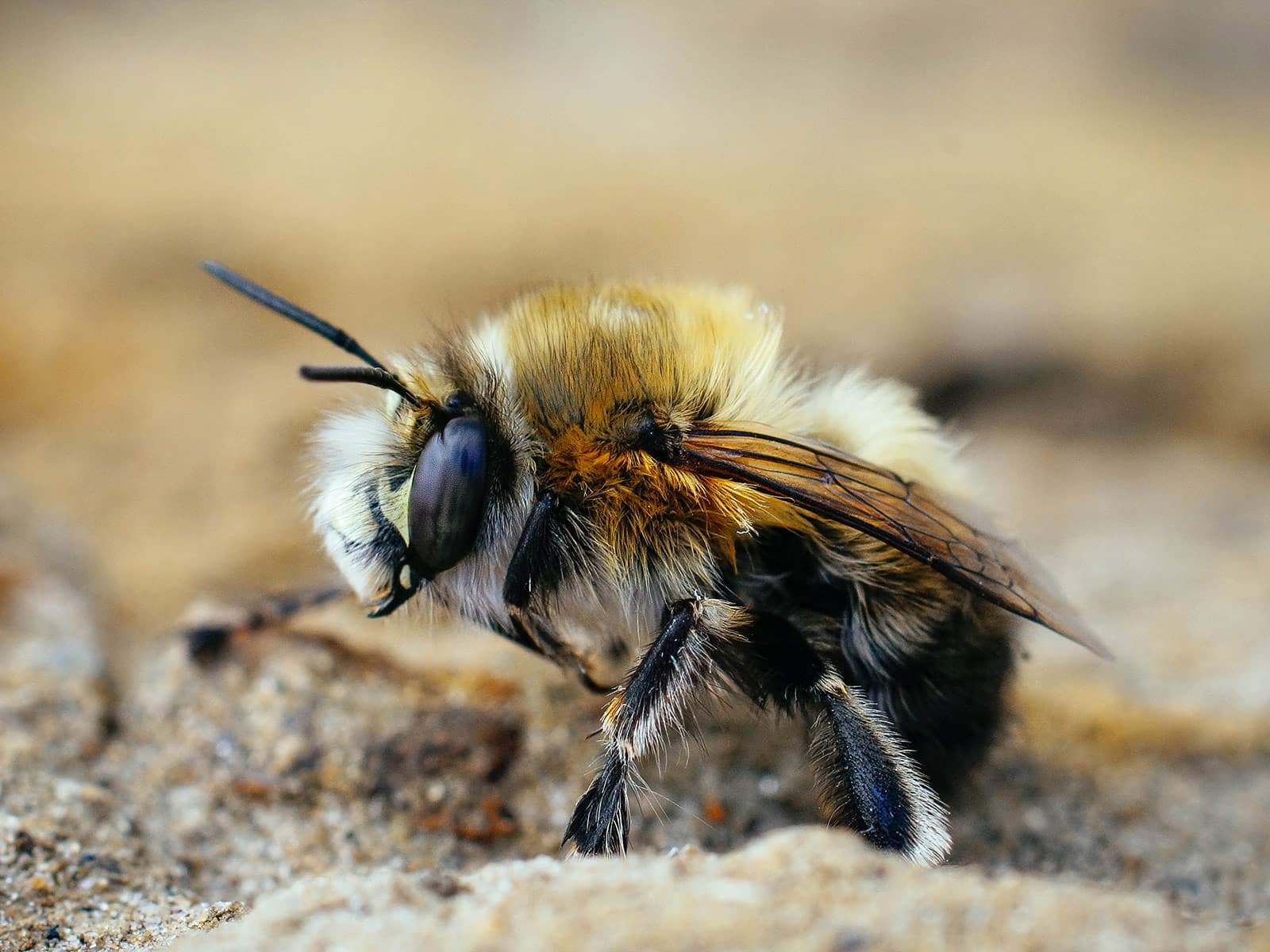 Hairy-Footed Flower Bees (Anthophora plumipes)