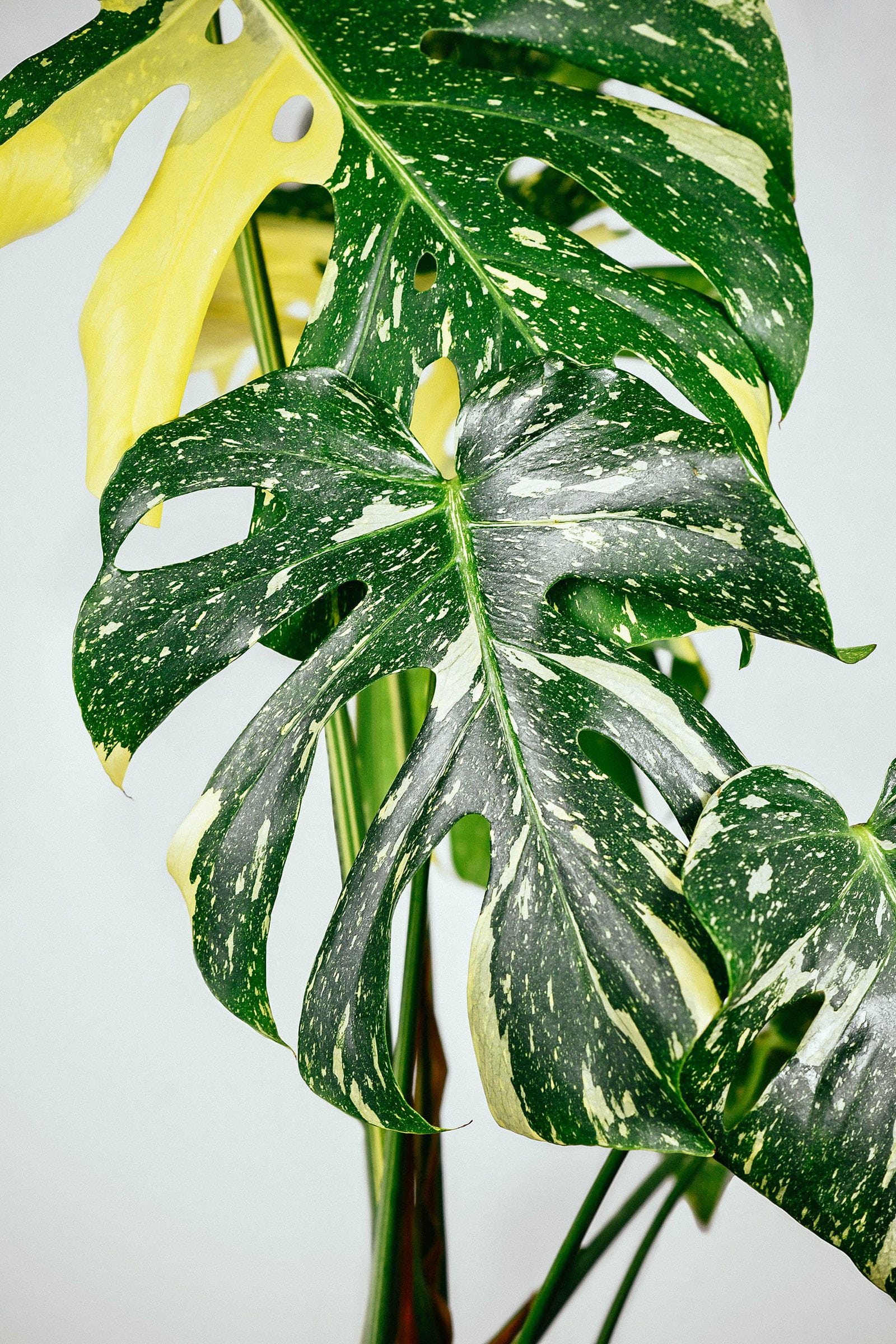 Close-up of variegation on Thai Constellation Monstera leaves