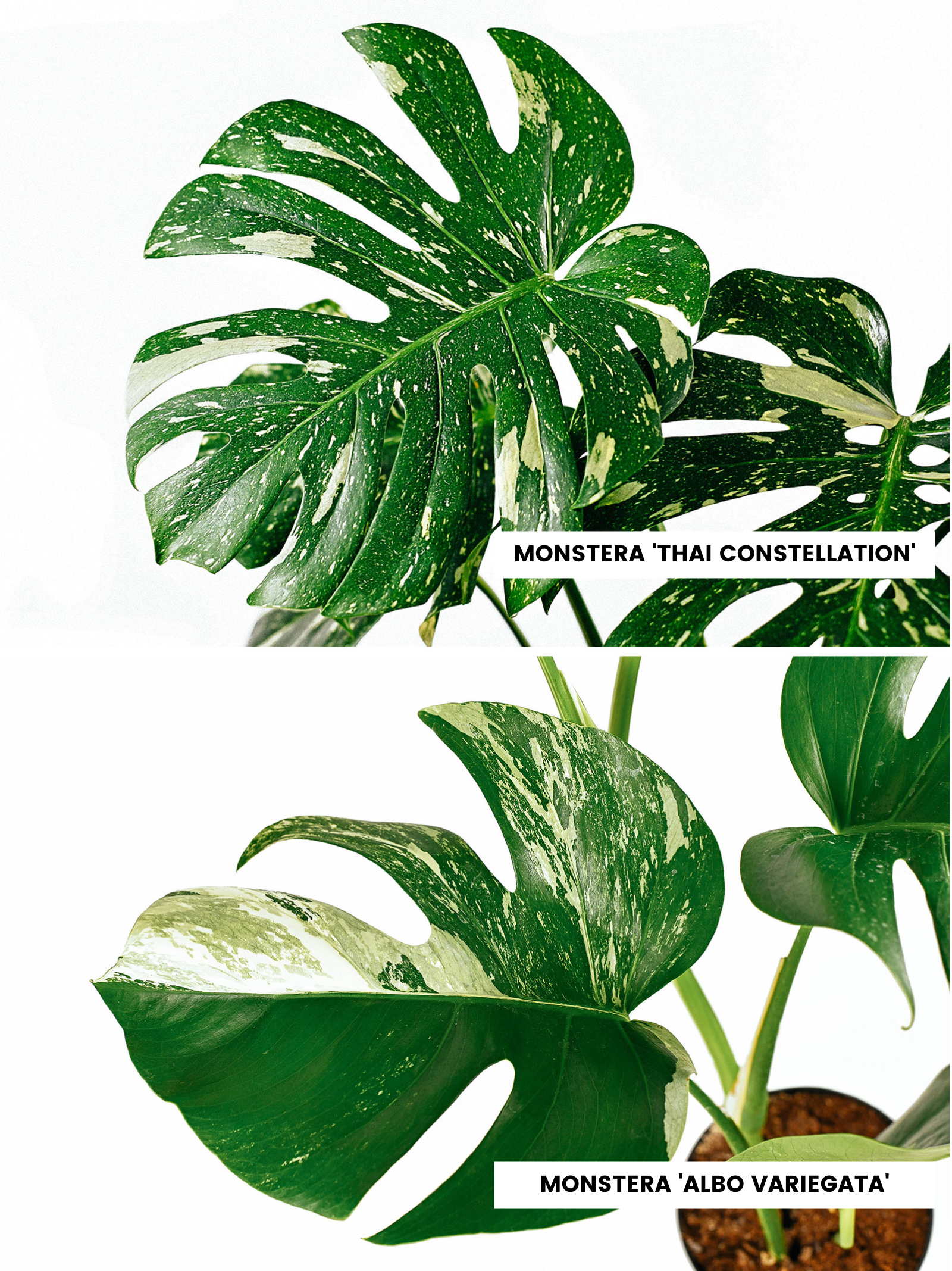 Comparison of Monstera Thai Constellation leaf vs. Monstera Albo Variegata leaf