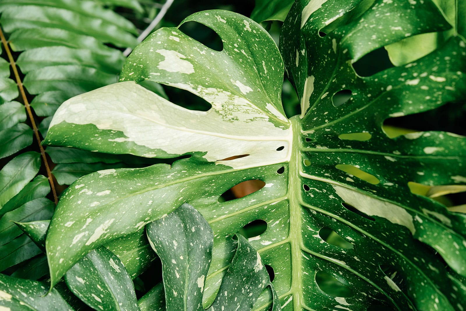 Close-up of Thai Constellation Monstera leaf with speckled variegation