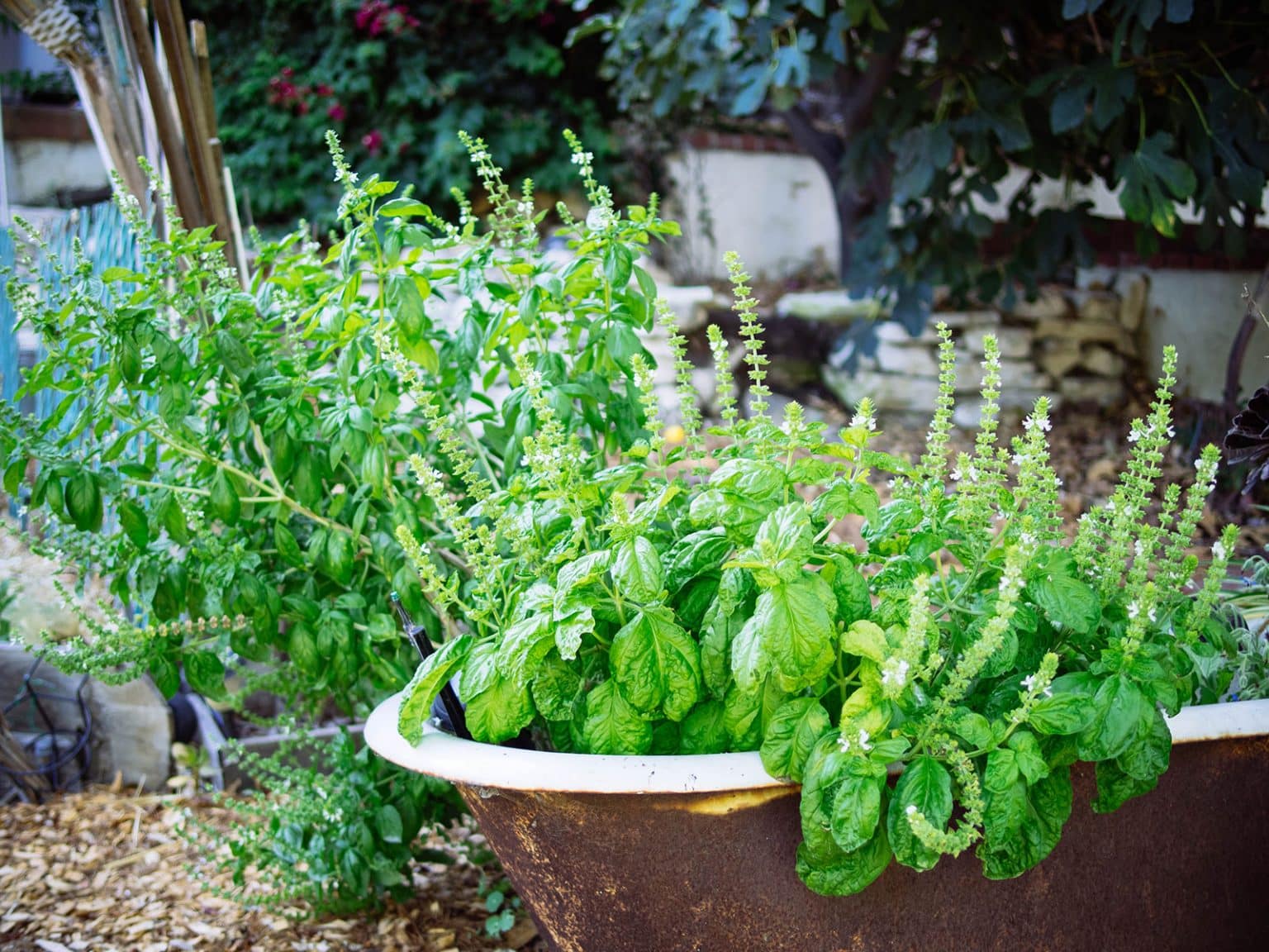 29 Perennial Herbs You Can Plant Once and Enjoy for Years Garden Betty
