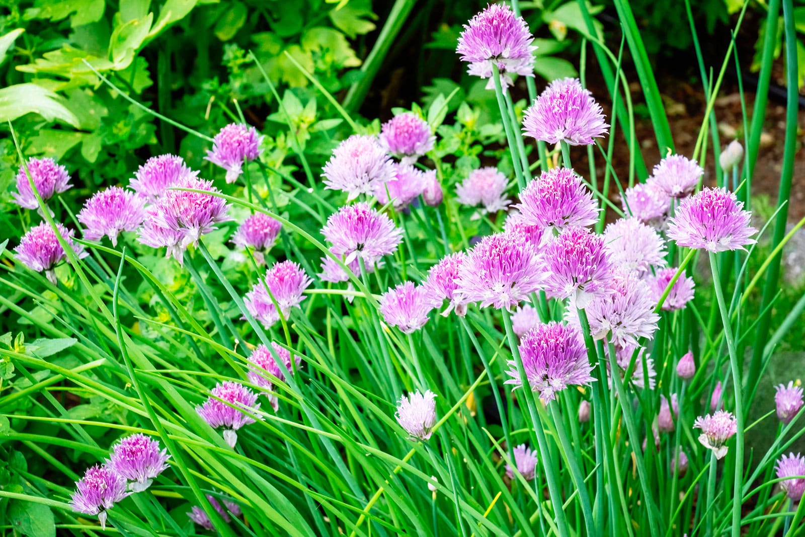 Onion chives with chive flowers