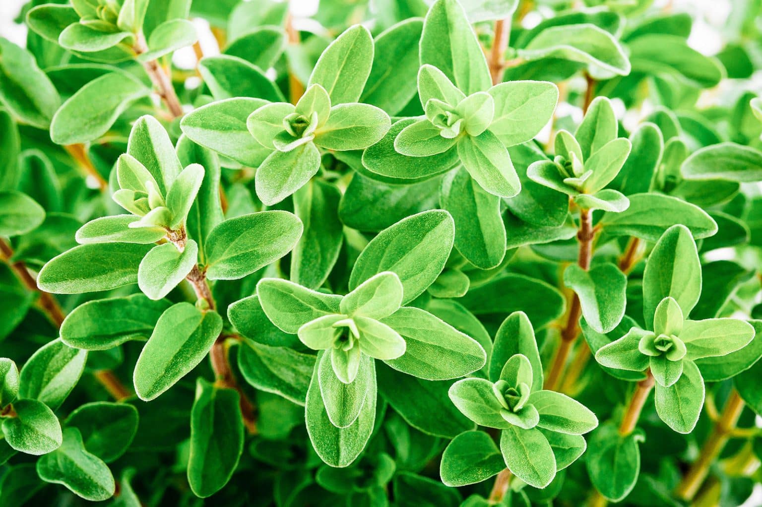 29 Perennial Herbs You Can Plant Once and Enjoy for Years - Garden Betty