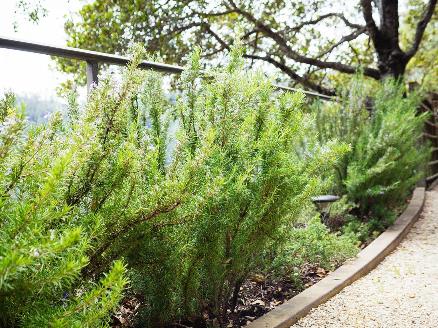 29 Perennial Herbs You Can Plant Once and Enjoy for Years - Garden Betty