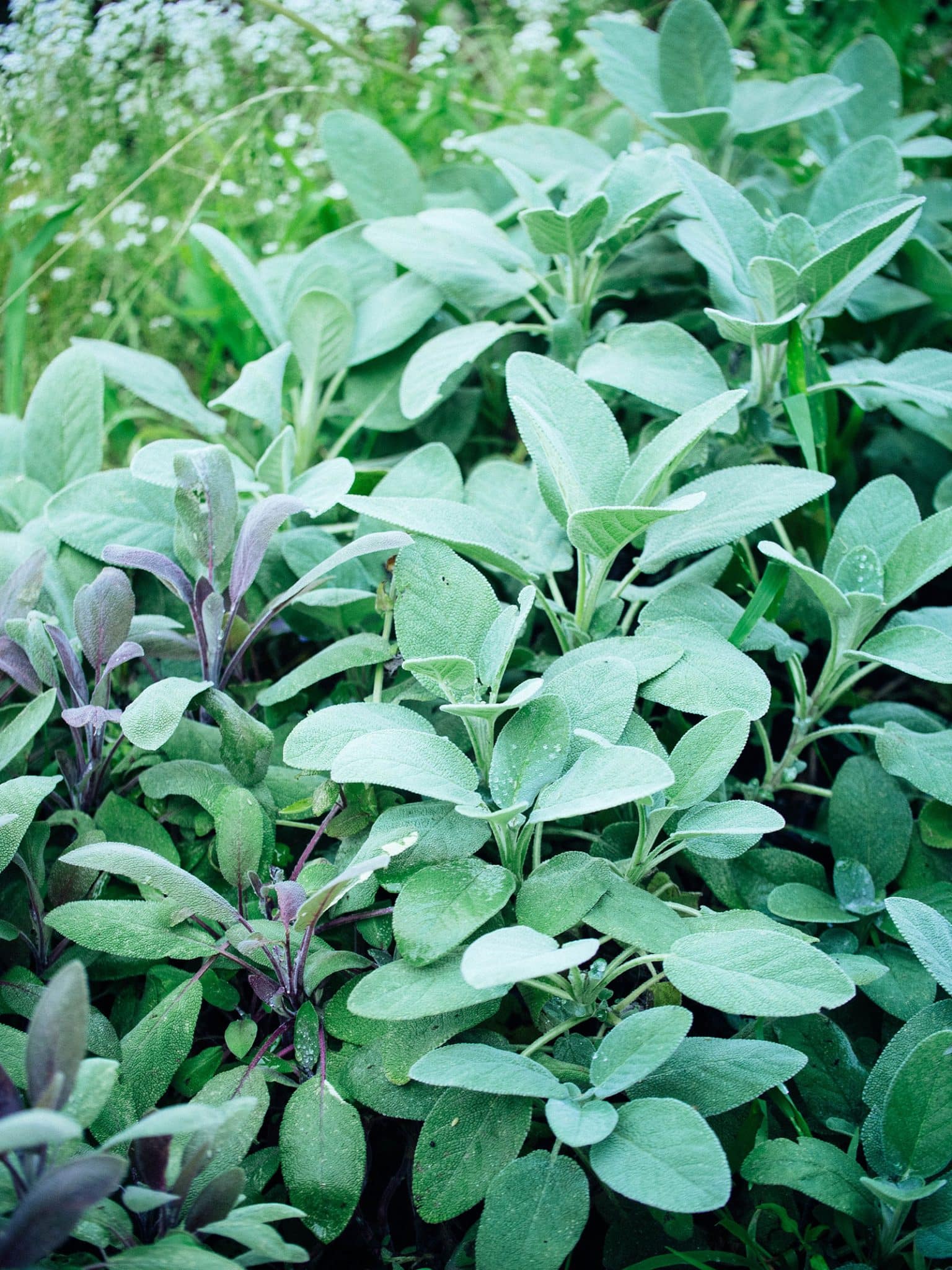 29 Perennial Herbs You Can Plant Once and Enjoy for Years - Garden Betty