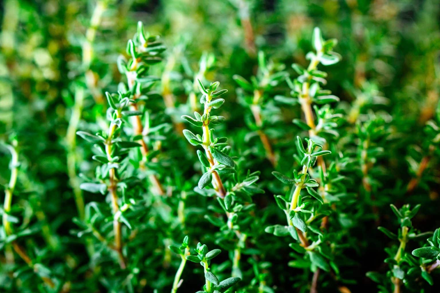 Is Thyme a Perennial Herb? Full Guide to Its Growth Habits