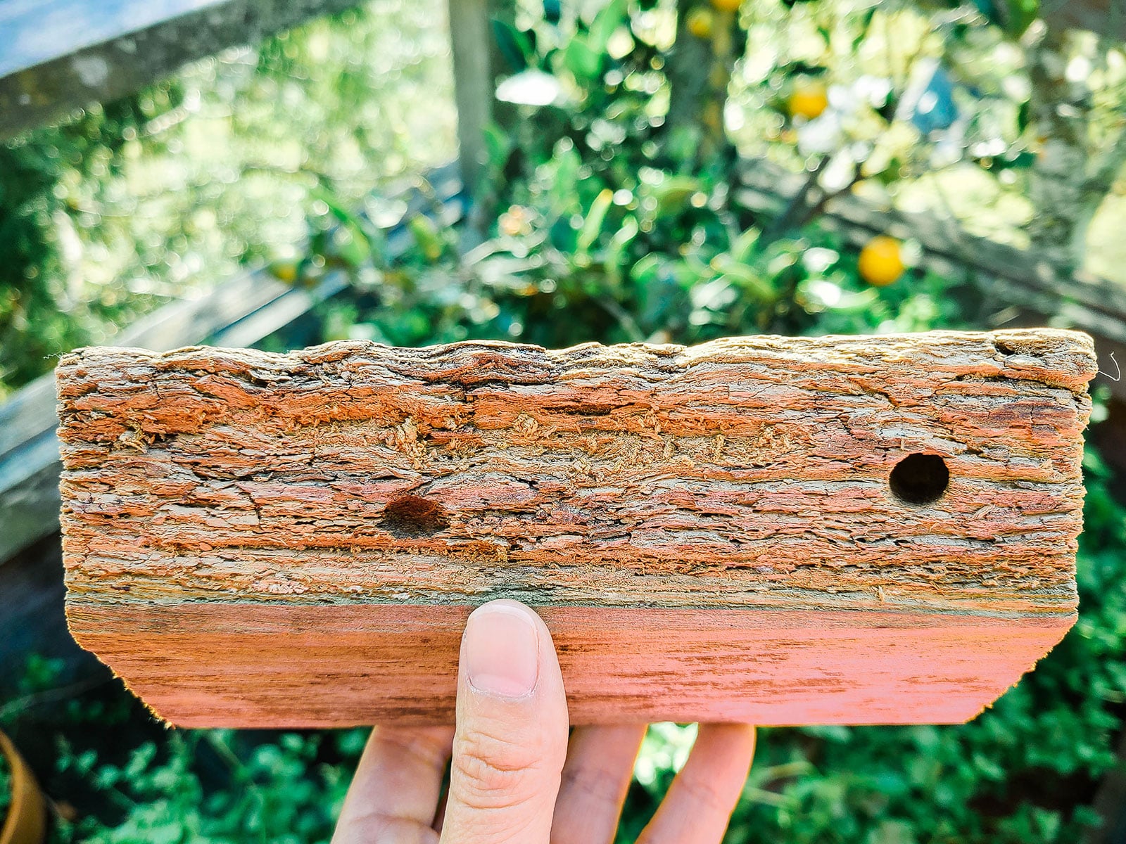Hand holding a piece of wood with two round holes bored by carpenter bees