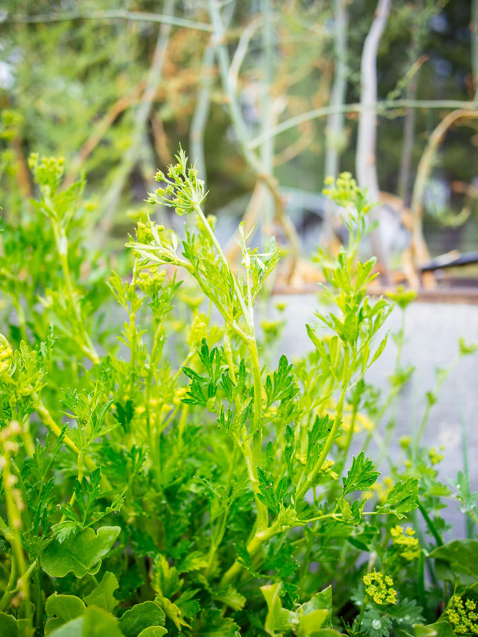 Multiple flower stems and yellow florets on bolted cilantro plant
