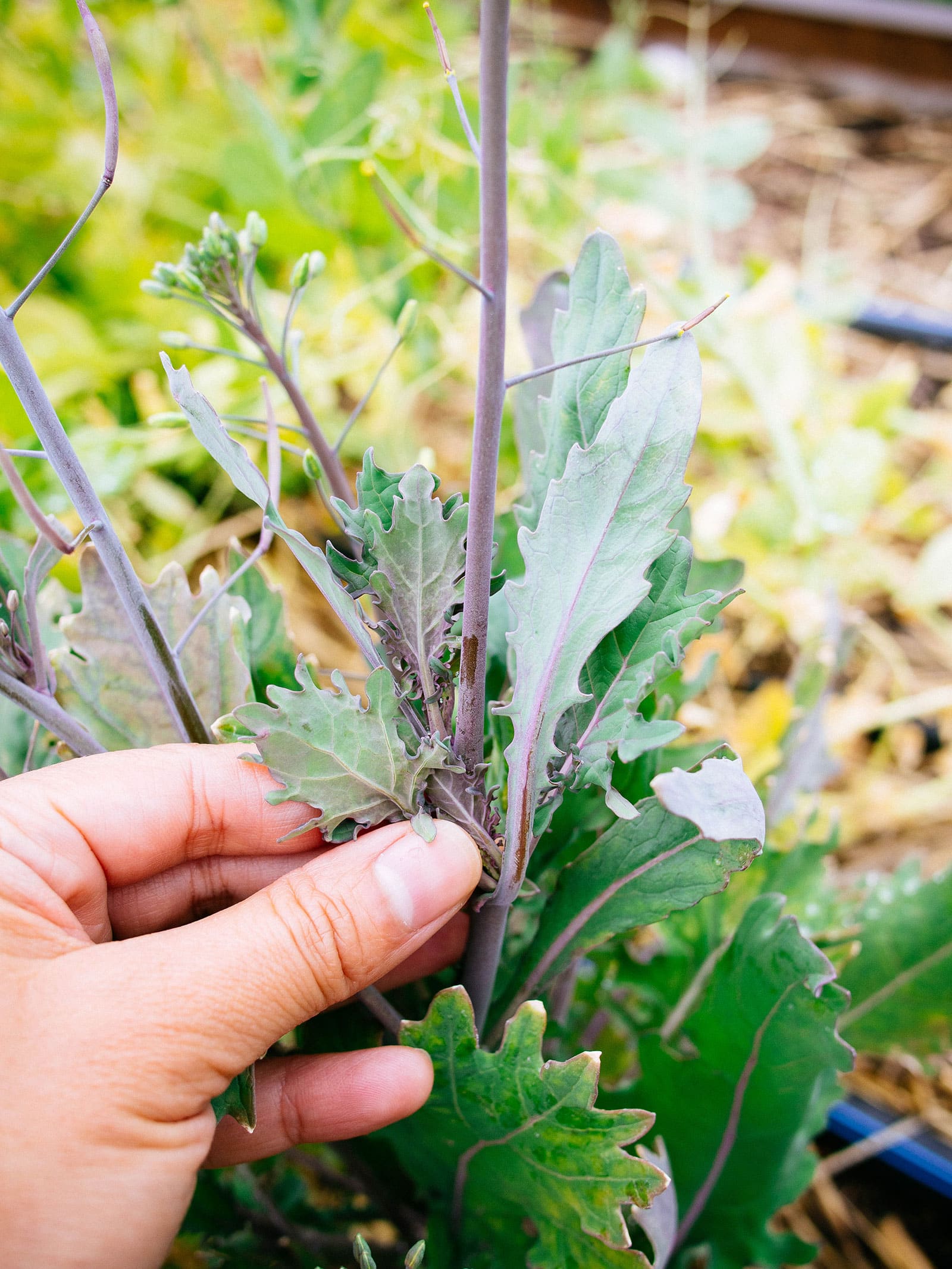 Hand holding bolted kale plant with a thick, woody flower stem