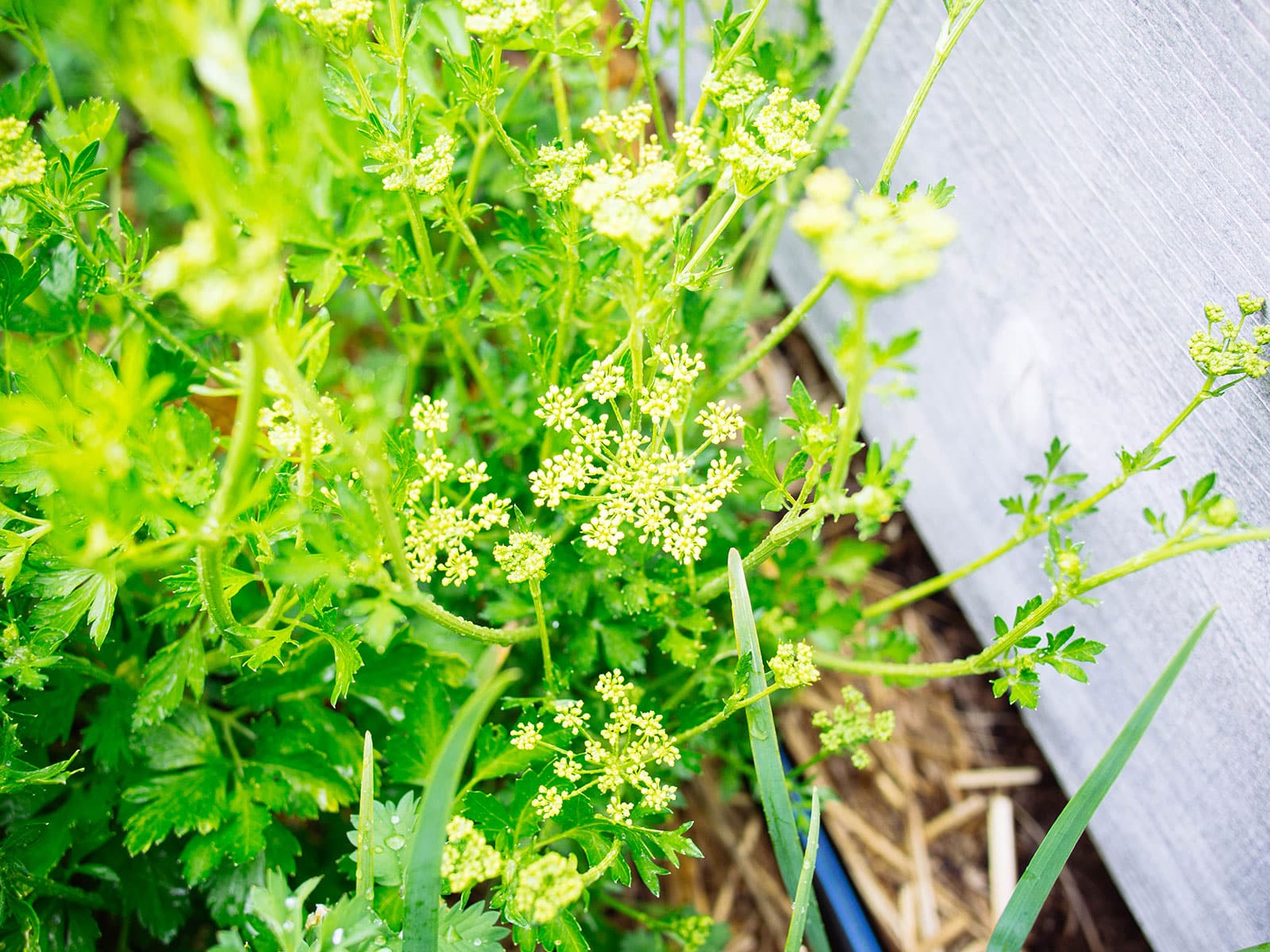 Clusters of flowers on bolted cilantro plants