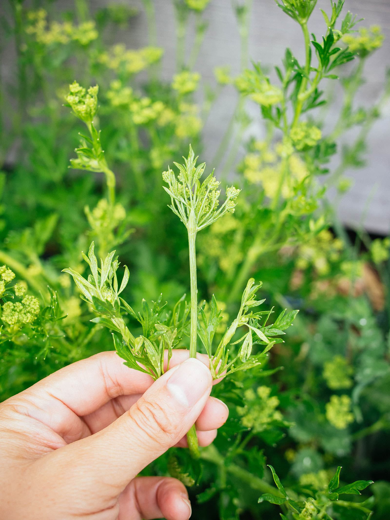 Hand holding a flower stem on a bolted cilantro plant