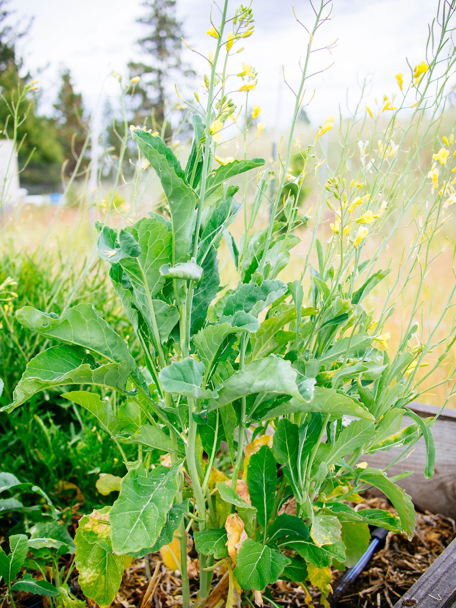 Bolted kale plant with multiple flower spikes going to seed