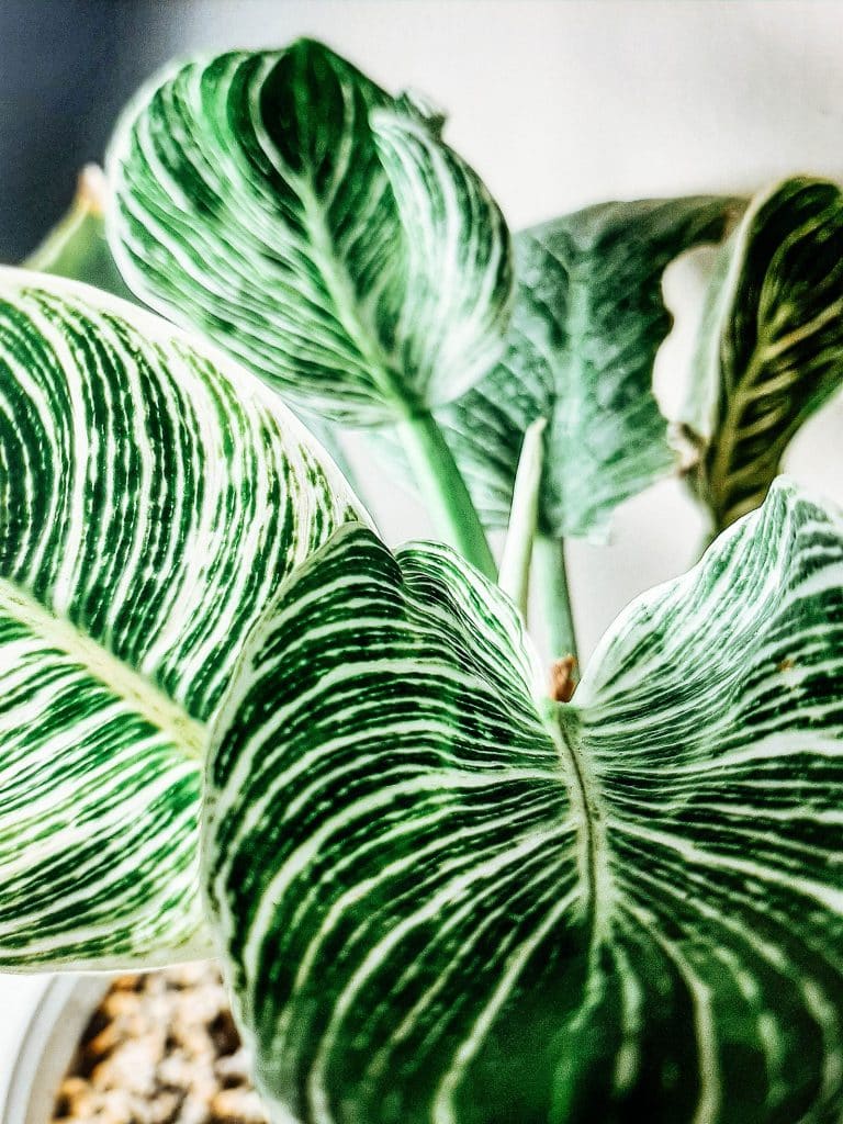 How to Keep Your Philodendron Birkin Lush and Healthy
