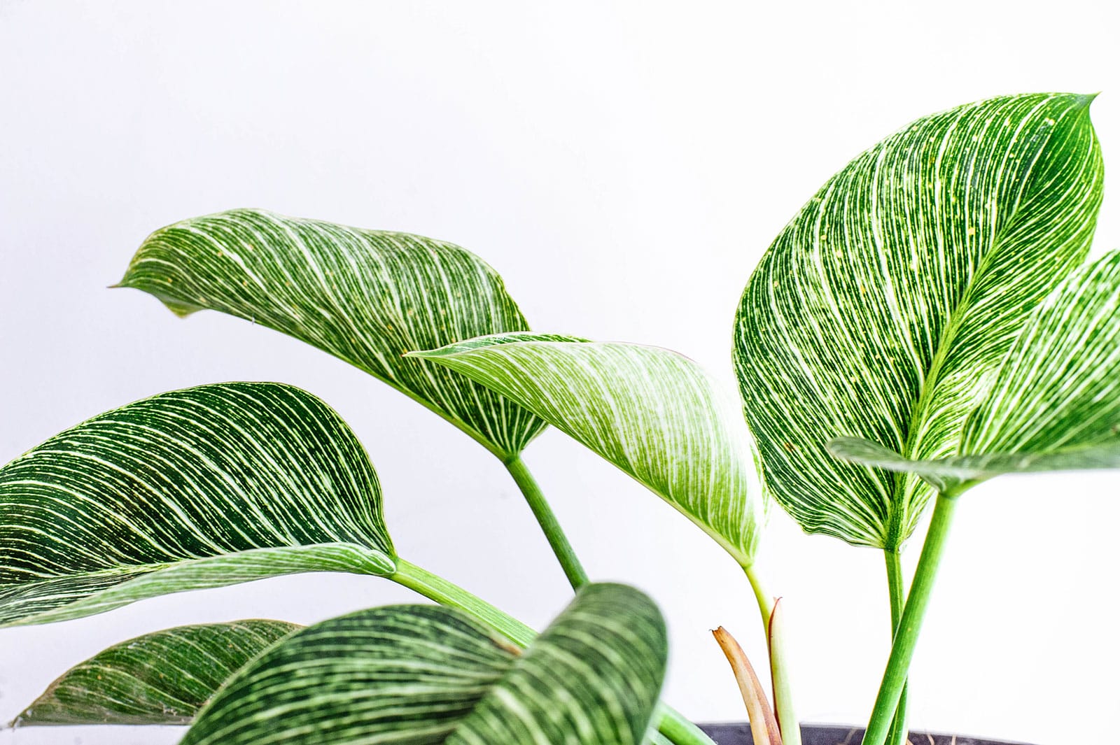 Highly striped Philodendron leaves shot against a white background