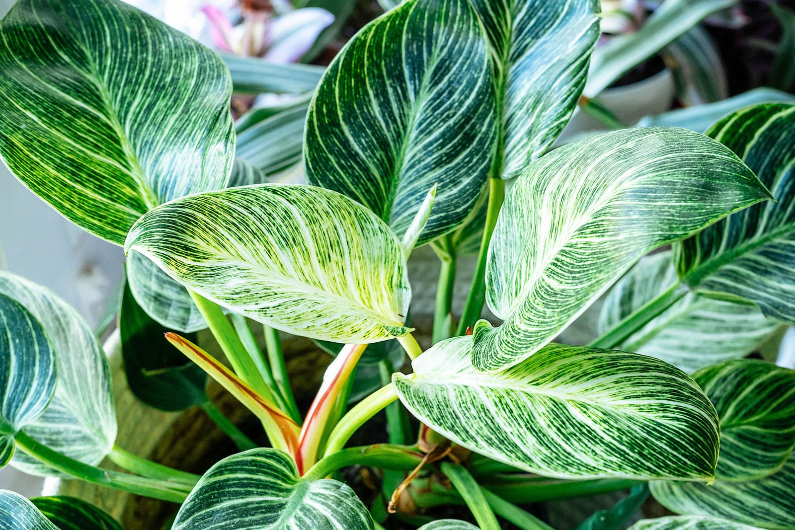 Philodendron White Wave houseplant with dark green and white variegation