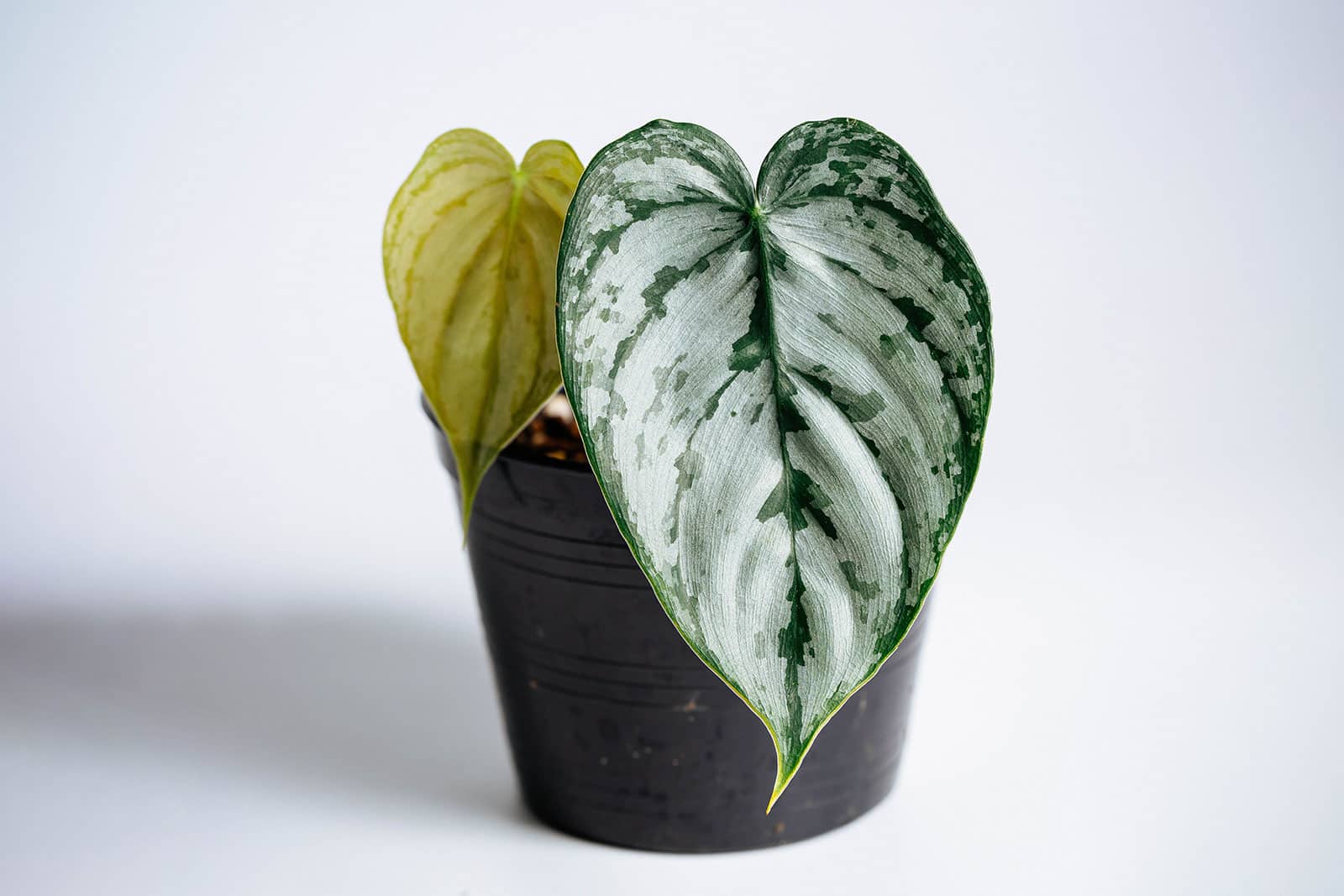 A large green and silver mottled leaf on a young Philodendron brandtianum plant, seen in a black plastic pot against a white backdrop