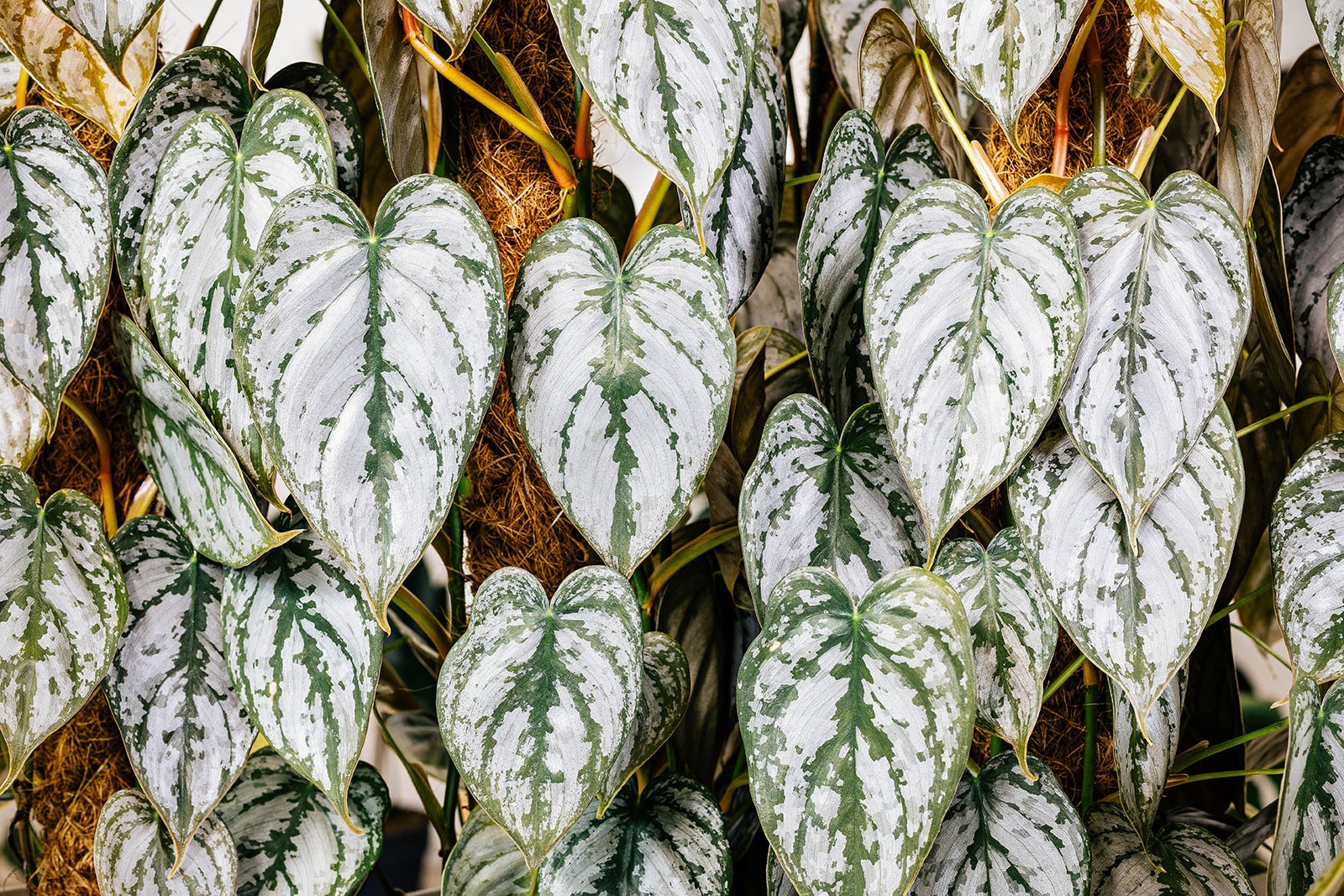 Large cluster of silver leaf Philodendron foliage