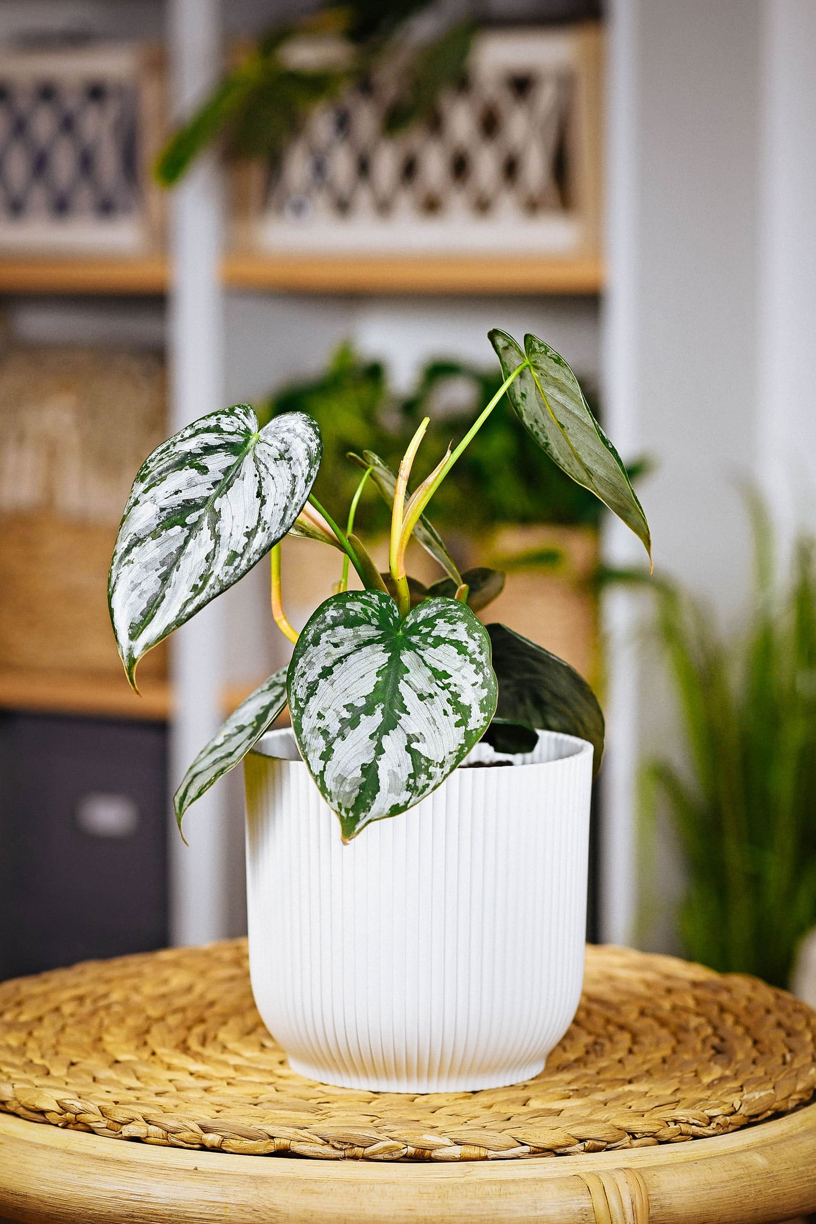 Philodendron brandtianum (Philodendron Brandi) houseplant displayed in a white ceramic pot in a cozy home