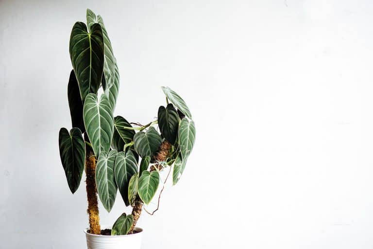 How to Keep Your Black Gold Philodendron Looking Beautiful (P. Melanochrysum Care Guide)