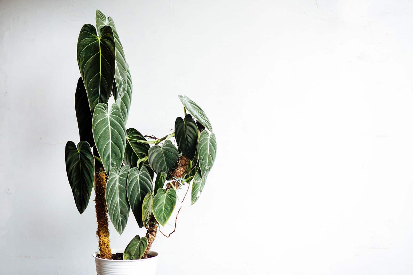 Quick care guide to Philodendron melanochrysum: how to keep your Black Gold Philodendron beautiful
