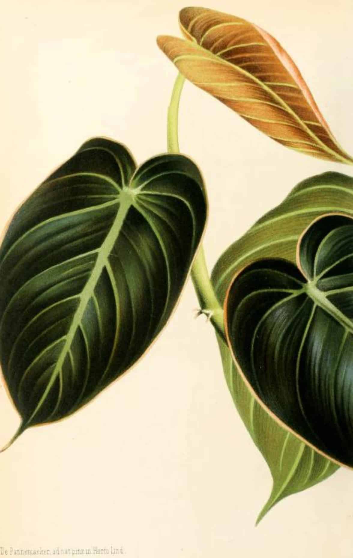 Botanical illustration of Philodendron melanochrysum leaves with a new leaf unfurling, as seen in an 1873 French textbook