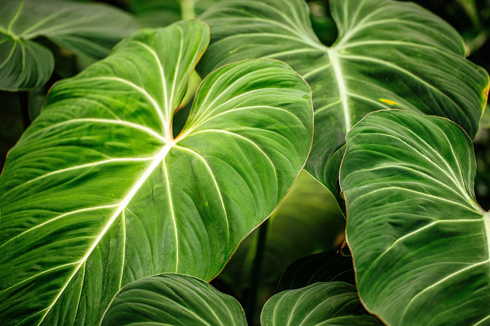 Close-up of large, velvety deep green leaves on Philodendron melanochrysum (Black Gold Philodendron)