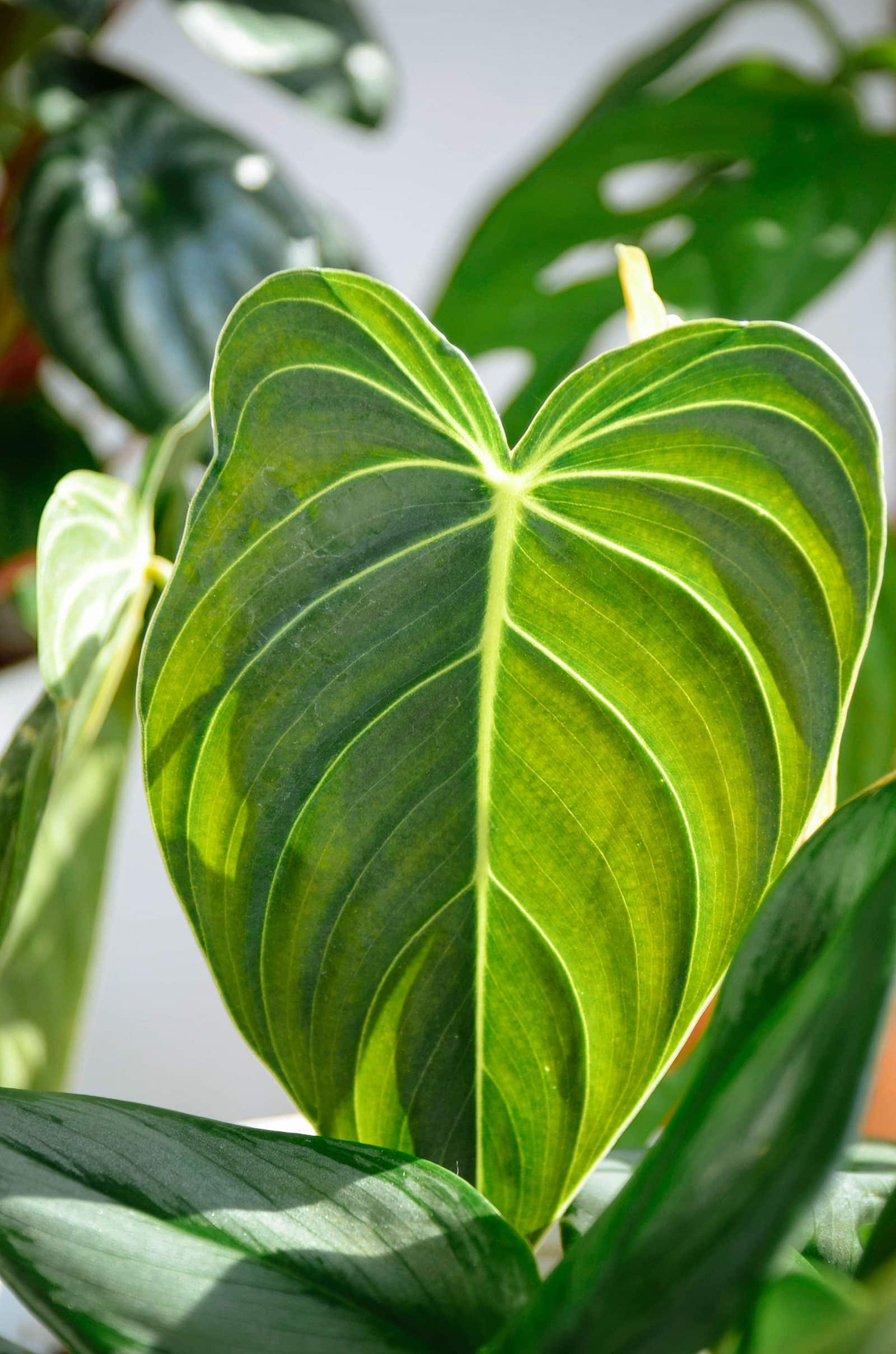 Sunlight shining through a Philodendron melanochrysum leaf with other green foliage in the background