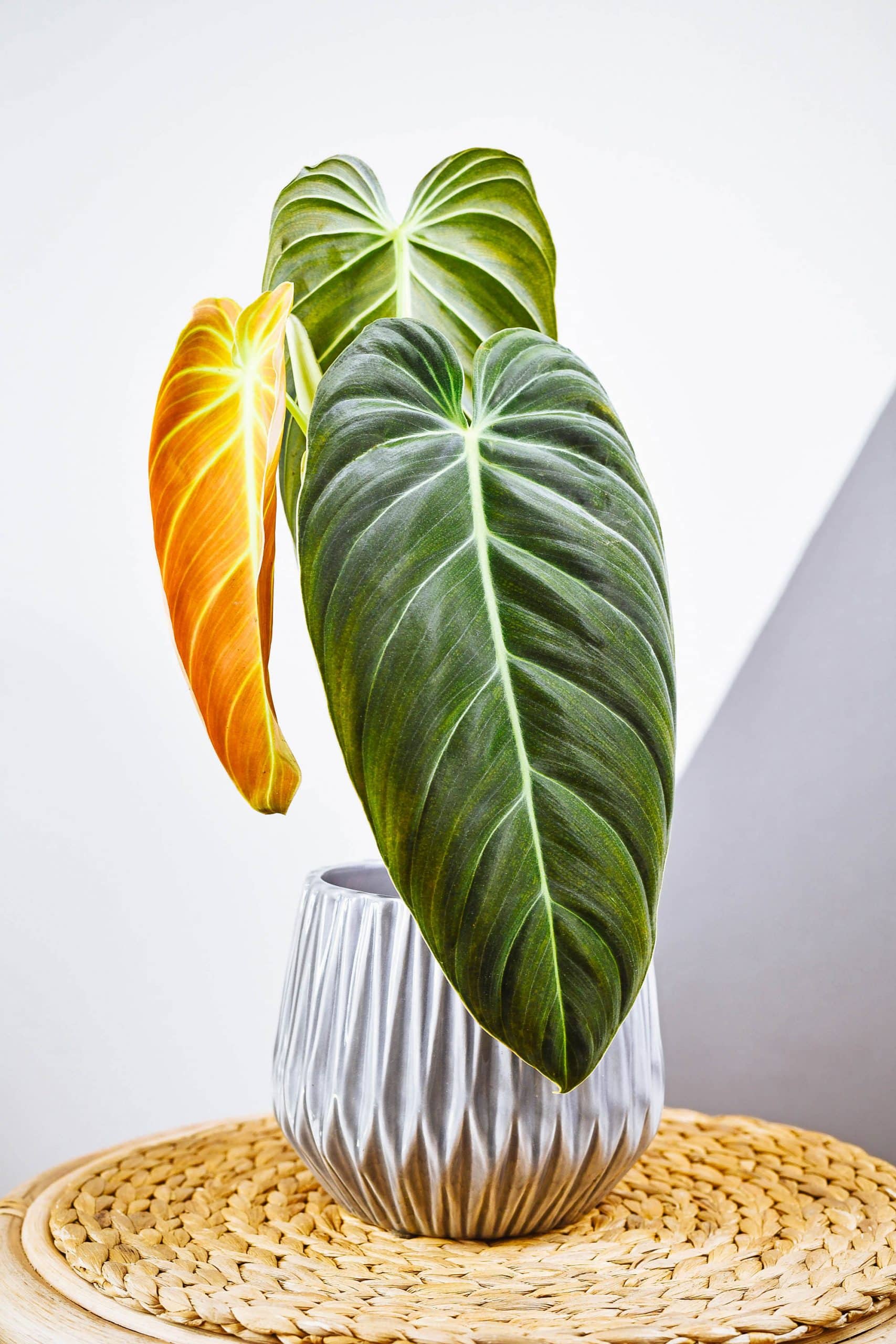 Black Gold Philodendron houseplant in a gray ceramic pot, with two large green leaves and a new reddish leaf emerging