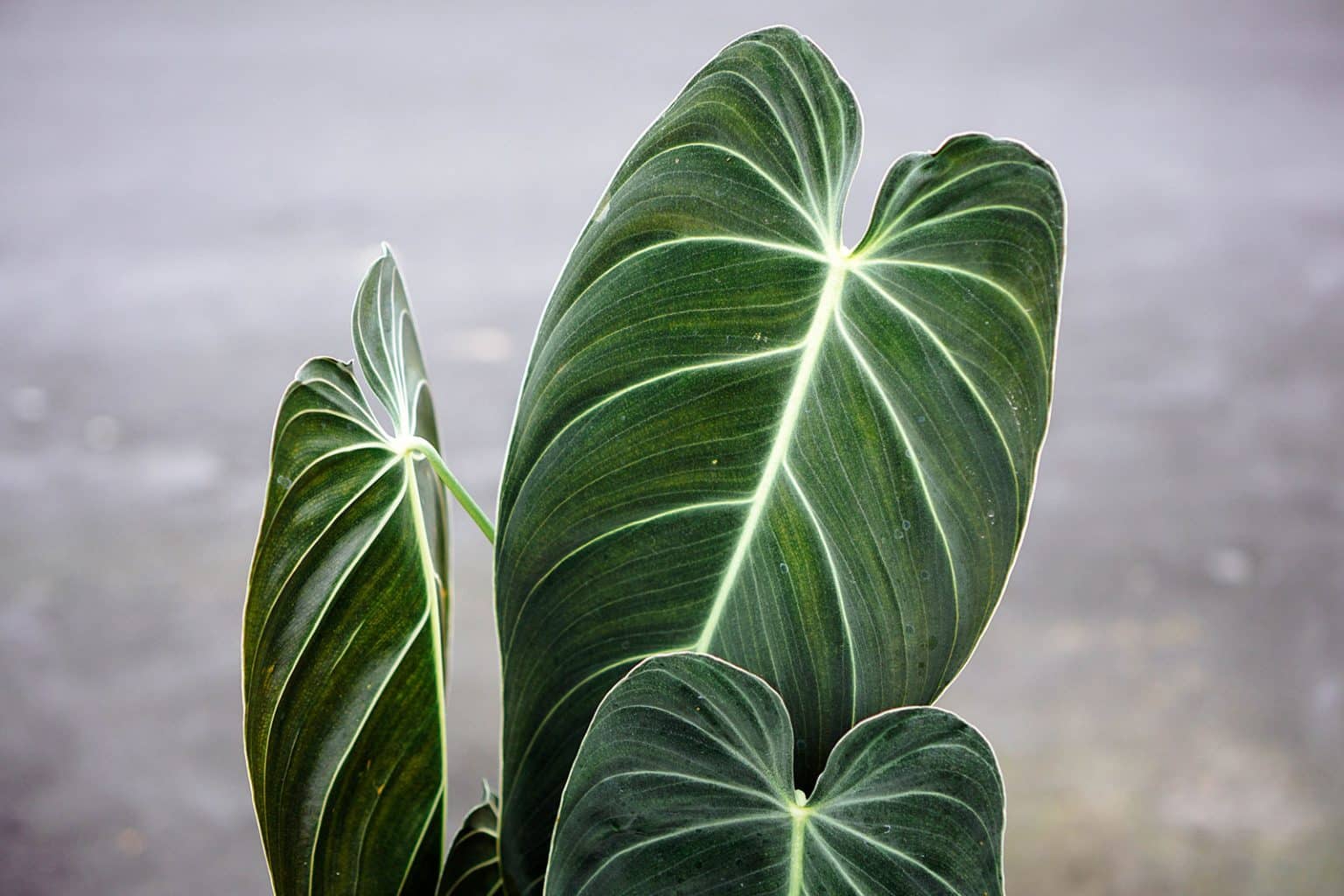Philodendron Melanochrysum | Stekje 10cm kopen