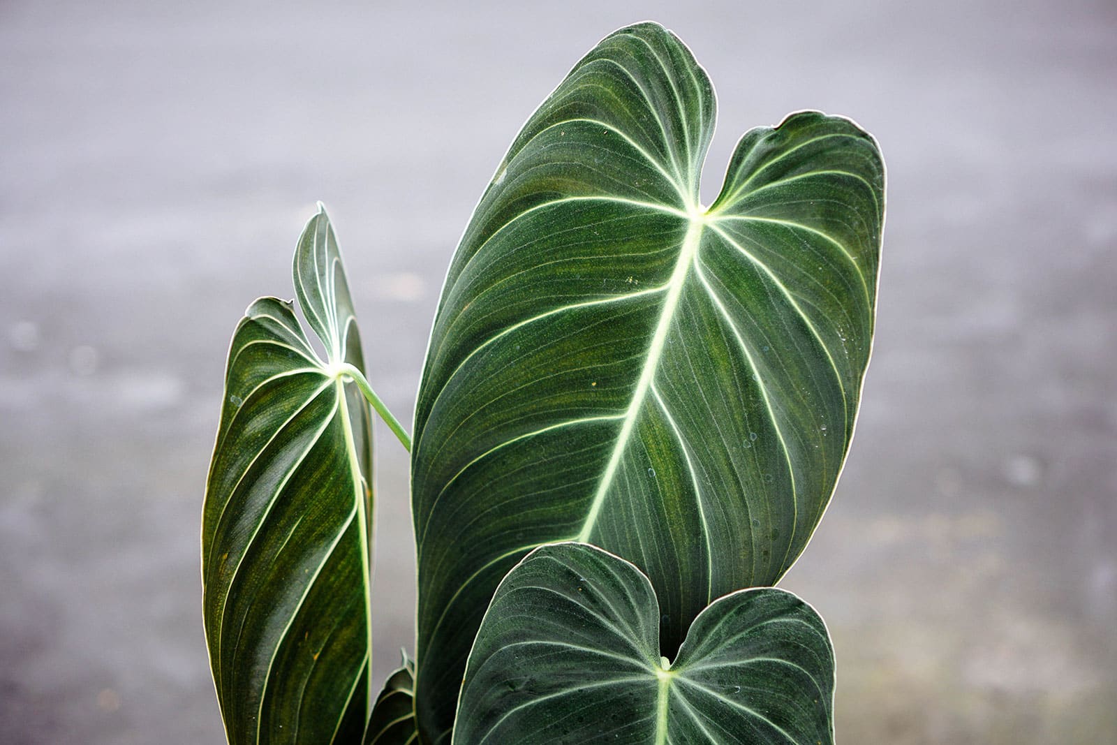 Dark green Philodendron melanochrysum leaves on a houseplant, shot against a gray background