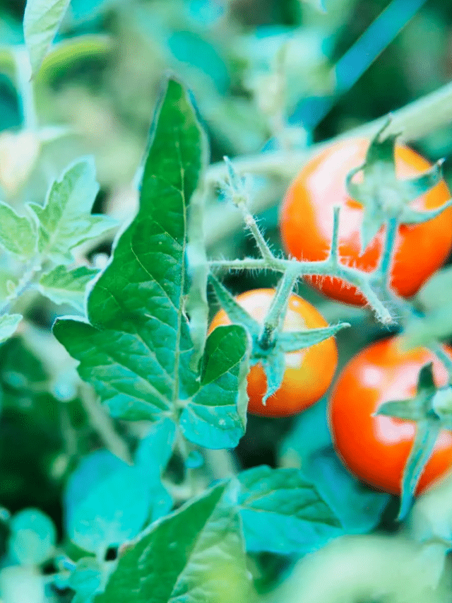 The Surprising Truth About Eating Tomato Leaves